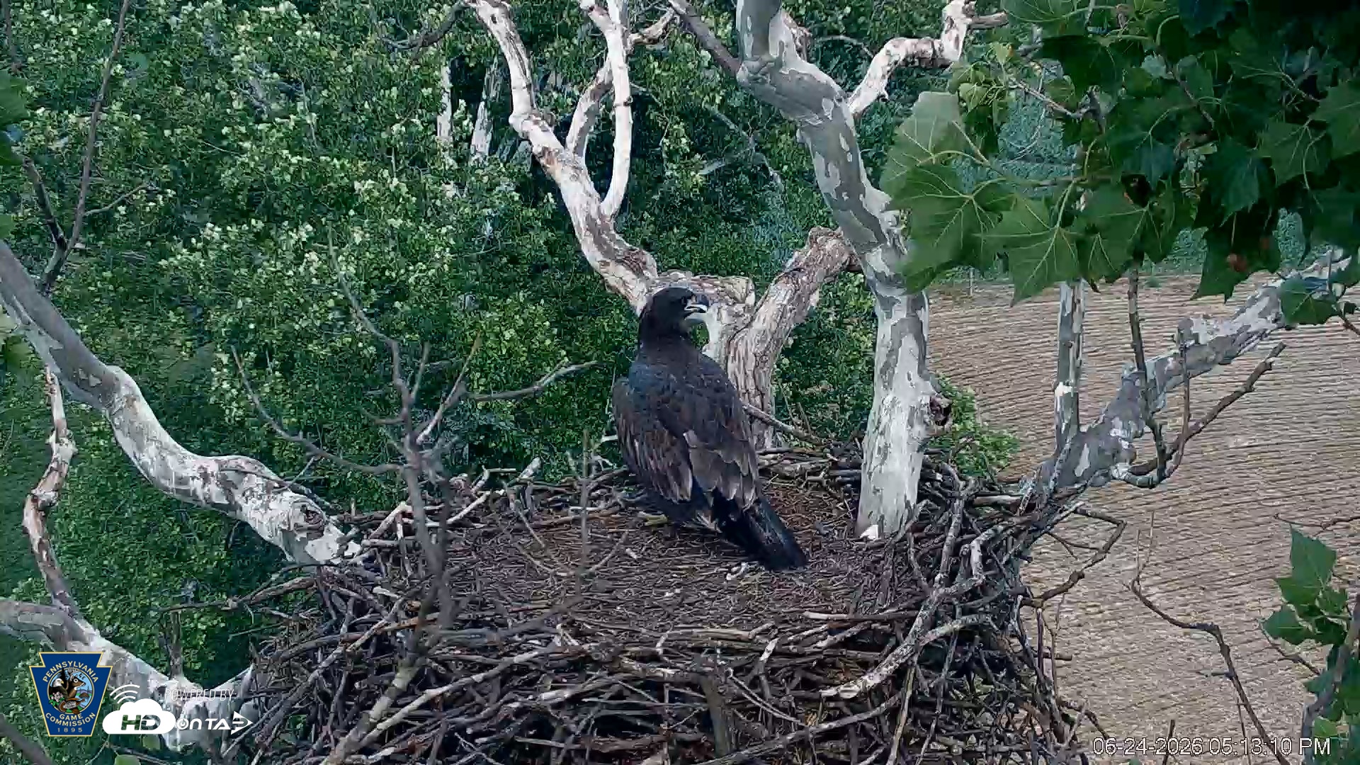 Snapshot of PA Farm Country Eagles Live Cams taken Jun 24, 2026, 5:14pm EDT