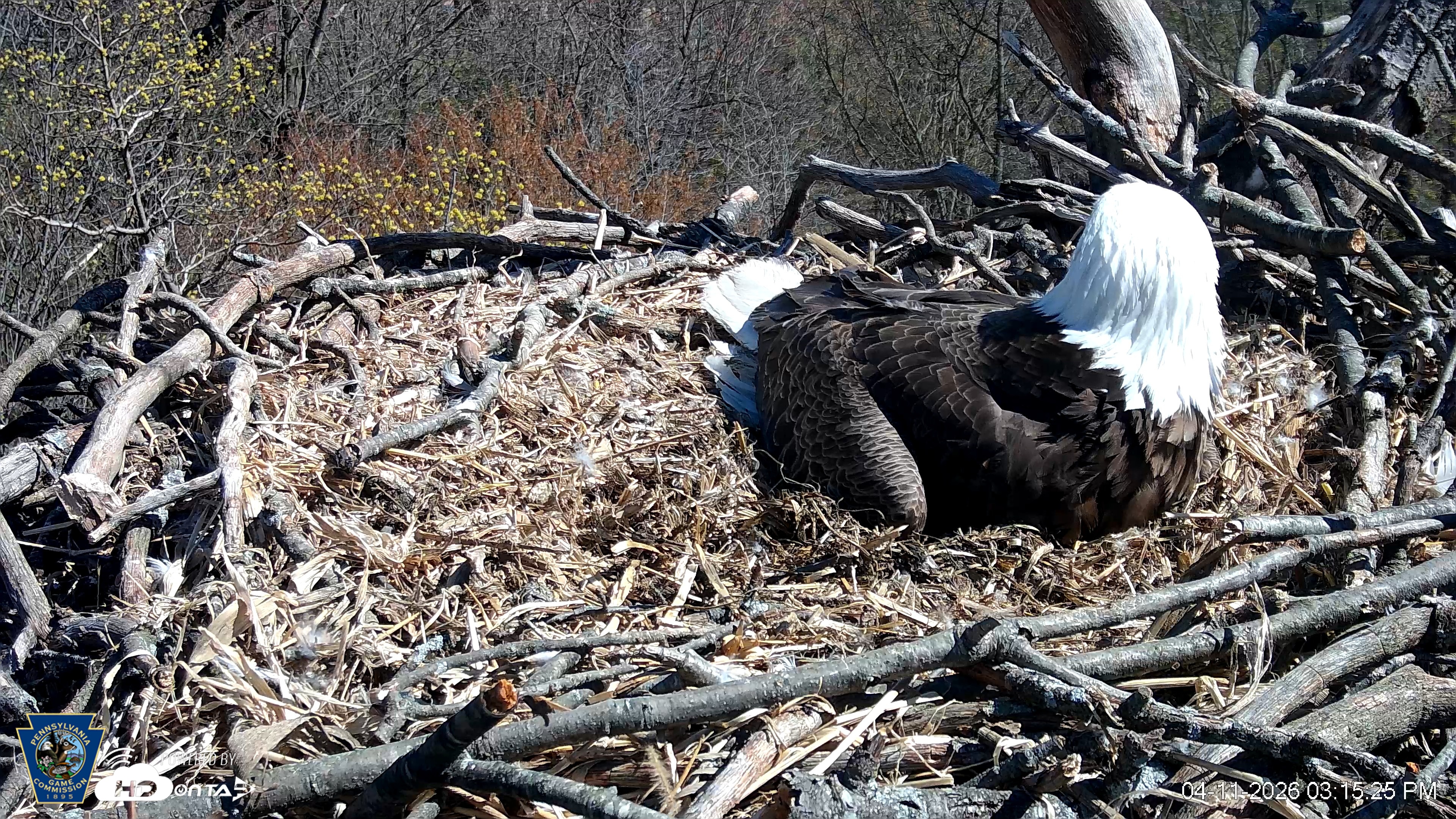 Snapshot of PA Farm Country Eagles Live Cams taken Apr 11, 2026, 3:15pm EDT