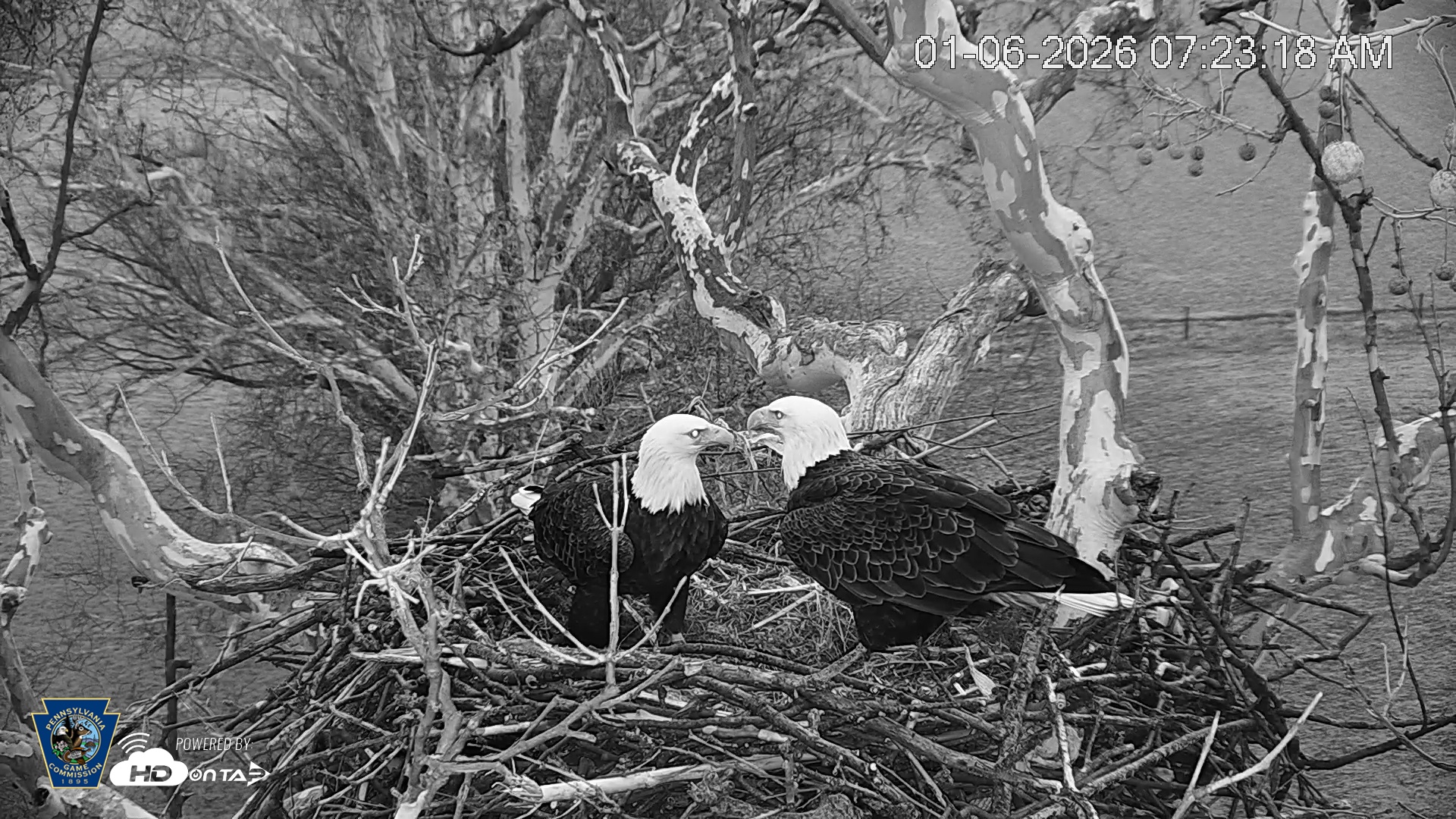 Snapshot of PA Farm Country Eagles Live Cams taken Jan 6, 2026, 7:24am EST