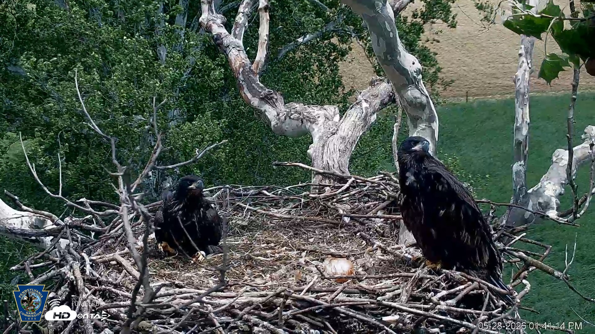 Snapshot of PA Farm Country Eagles Live Cams taken May 28, 2026, 1:42pm EDT