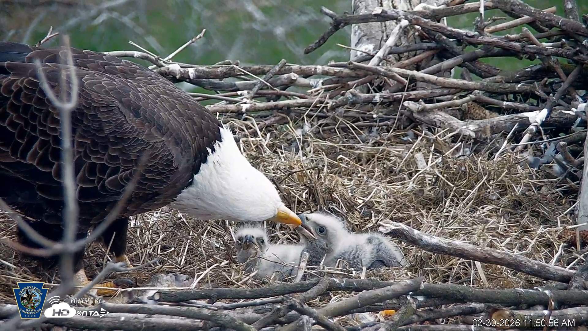Snapshot of PA Farm Country Eagles Live Cams taken Mar 30, 2026, 11:52am EDT