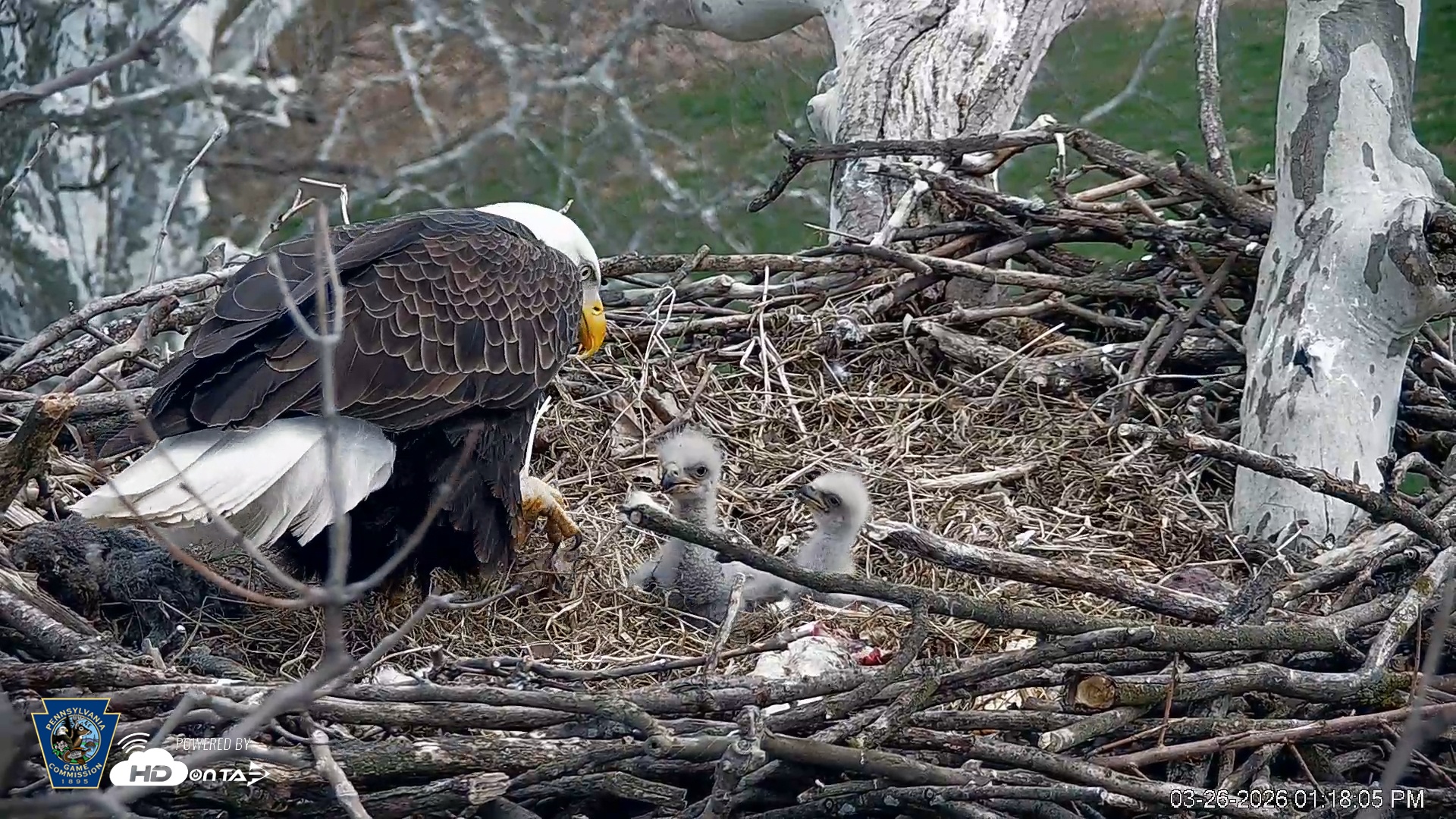 Snapshot of PA Farm Country Eagles Live Cams taken Mar 26, 2026, 1:19pm EDT
