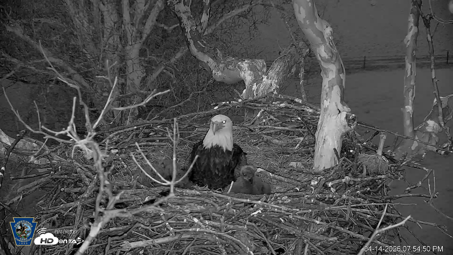 Snapshot of PA Farm Country Eagles Live Cams taken Apr 14, 2026, 7:55pm EDT