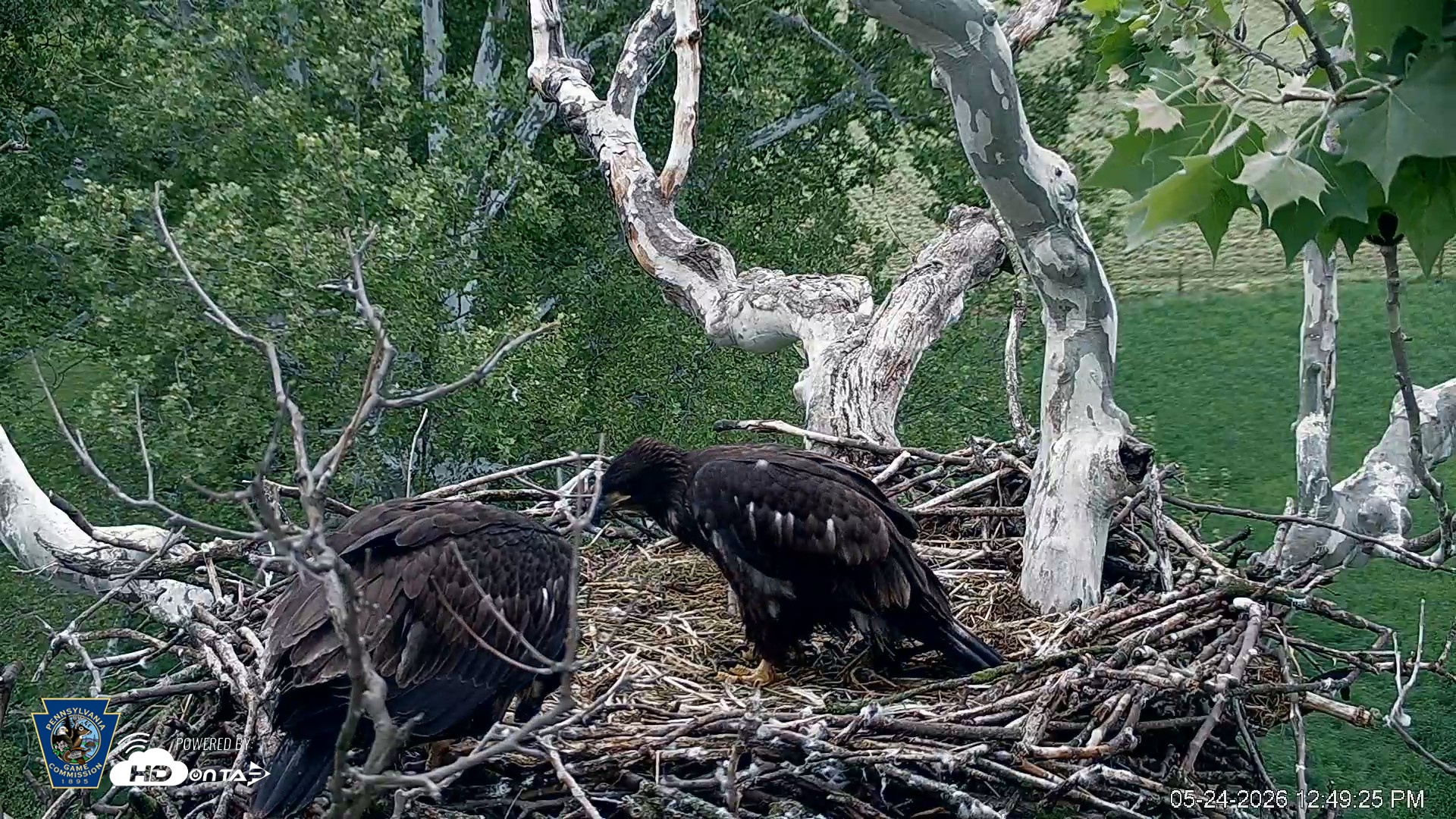Snapshot of PA Farm Country Eagles Live Cams taken May 24, 2026, 12:50pm EDT