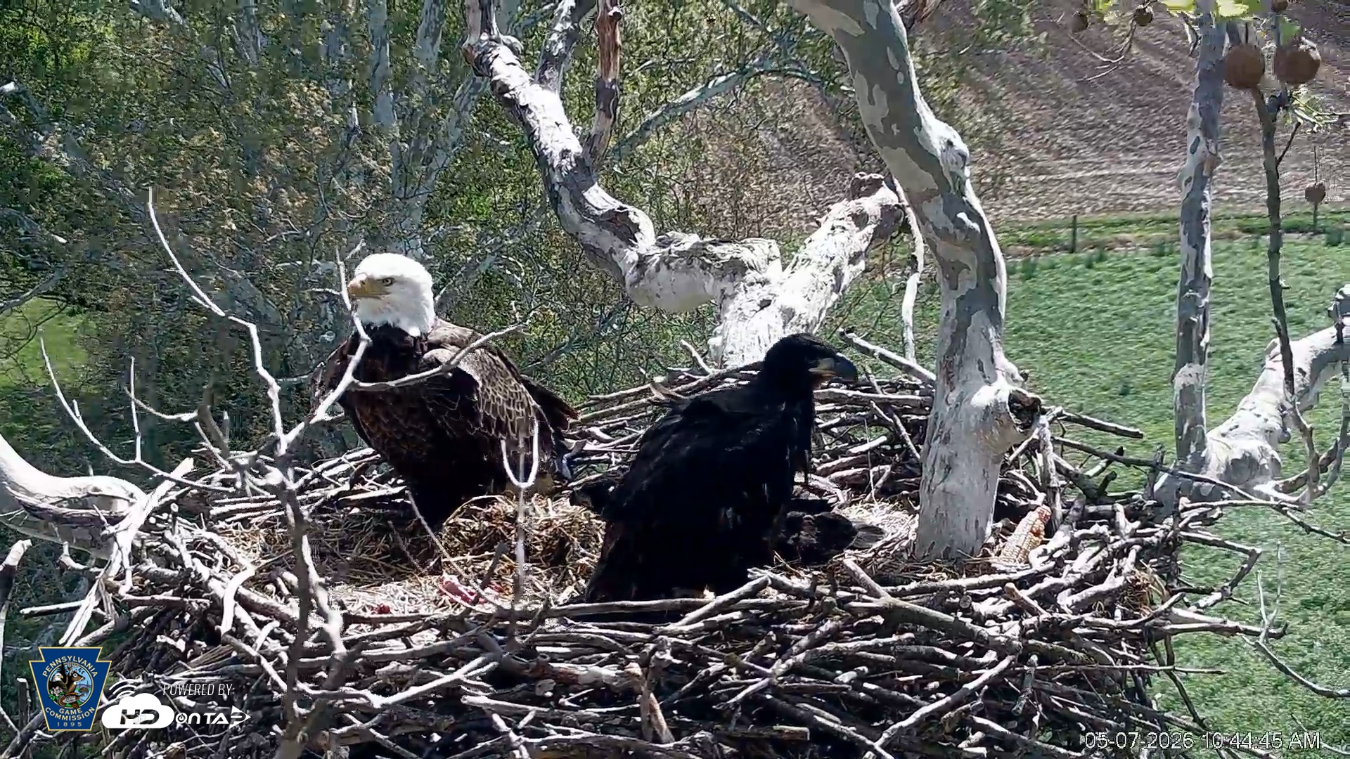 Snapshot of PA Farm Country Eagles Live Cams taken May 7, 2026, 10:45am EDT
