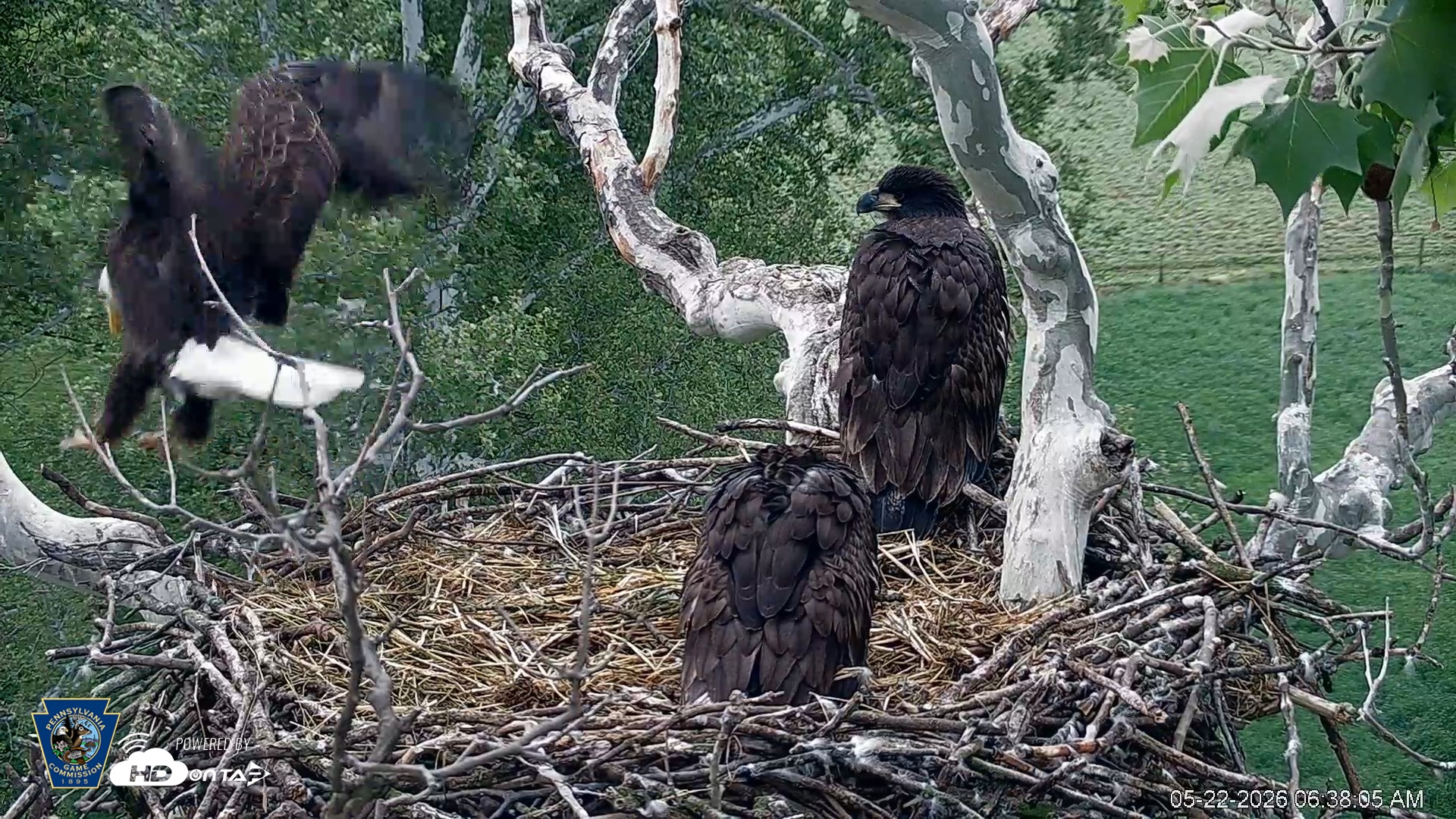 Snapshot of PA Farm Country Eagles Live Cams taken May 22, 2026, 6:38am EDT