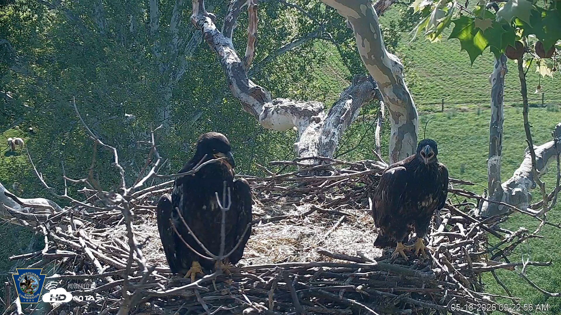 Snapshot of PA Farm Country Eagles Live Cams taken May 18, 2026, 9:23am EDT