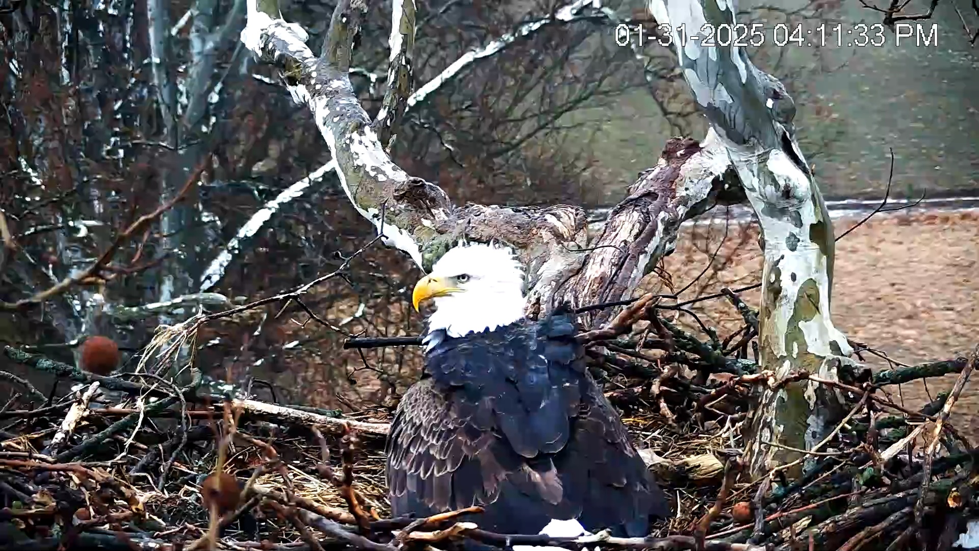 Snapshot of PA Farm Country Eagles Live Cams taken Jan 31, 2025, 4:12pm EST