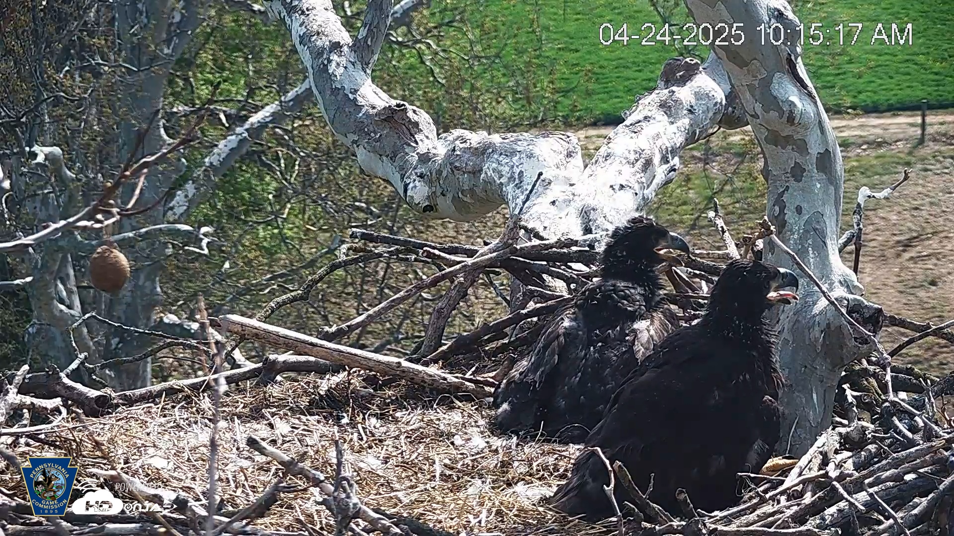 Snapshot of PA Farm Country Eagles Live Cams taken Apr 24, 2025, 10:15am EDT