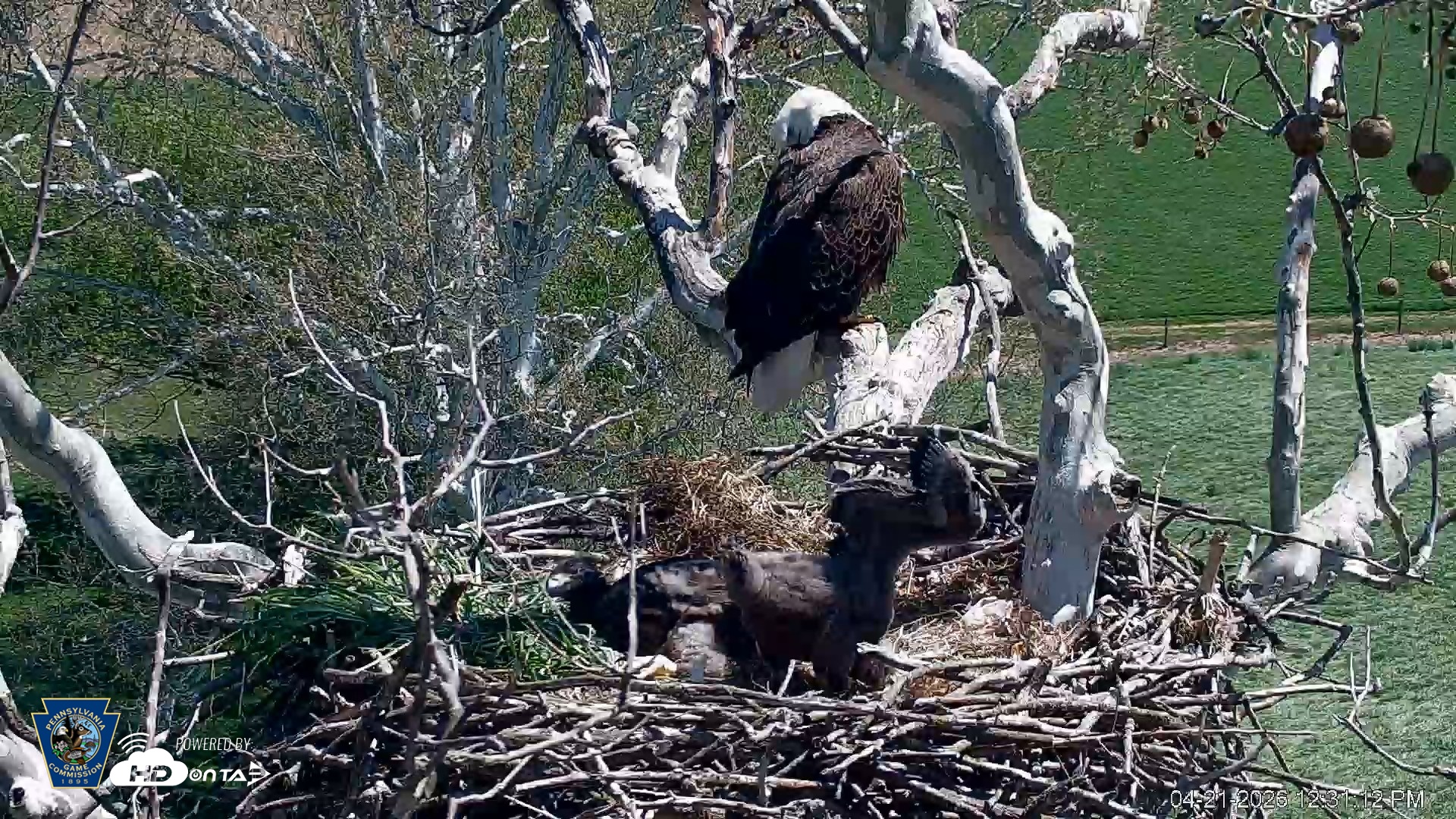 Snapshot of PA Farm Country Eagles Live Cams taken Apr 21, 2026, 12:32pm EDT
