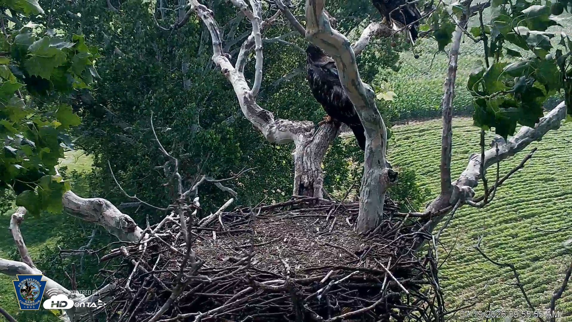 Snapshot of PA Farm Country Eagles Live Cams taken Jul 19, 2026, 9:58am EDT