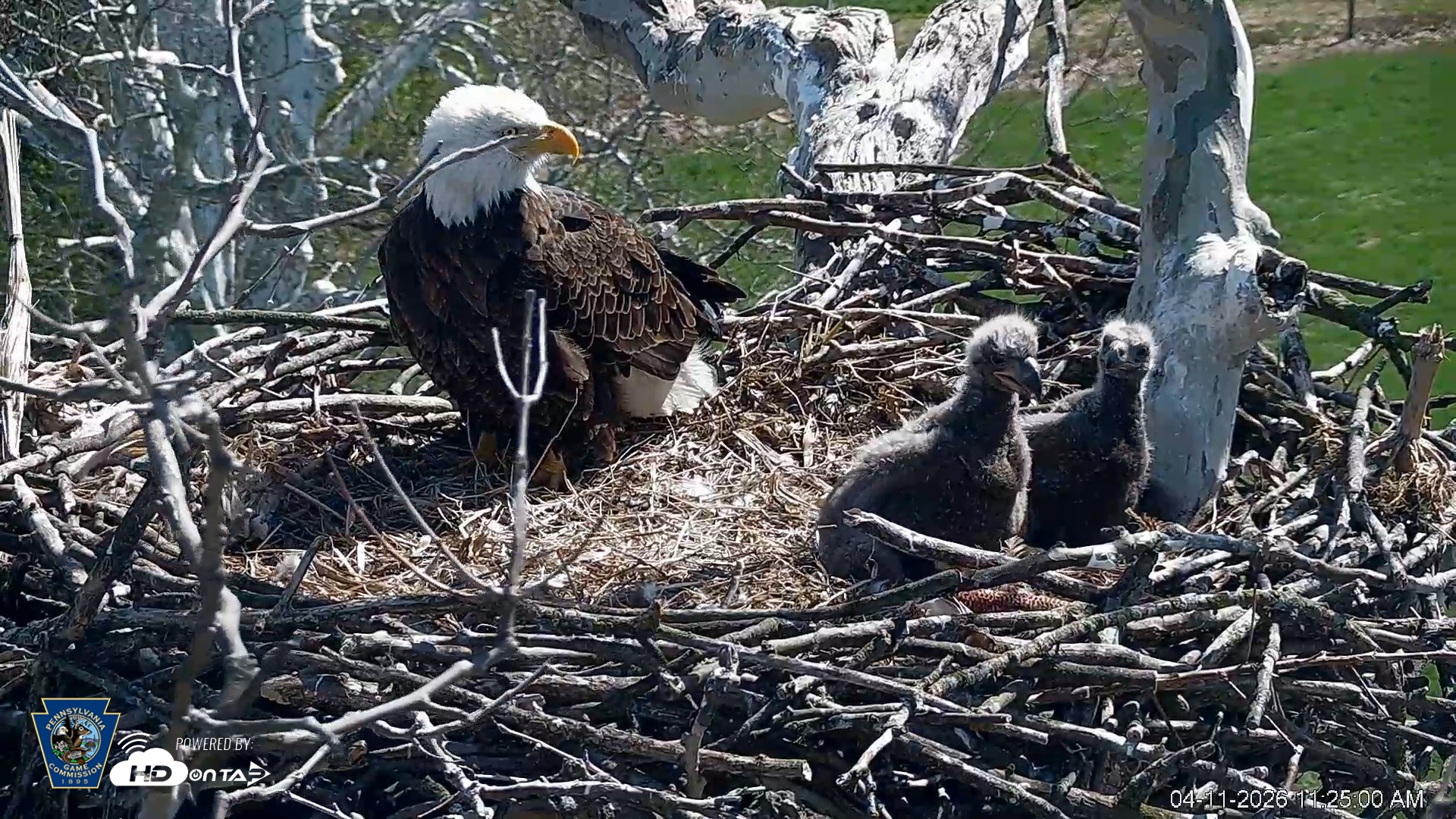 Snapshot of PA Farm Country Eagles Live Cams taken Apr 11, 2026, 11:25am EDT