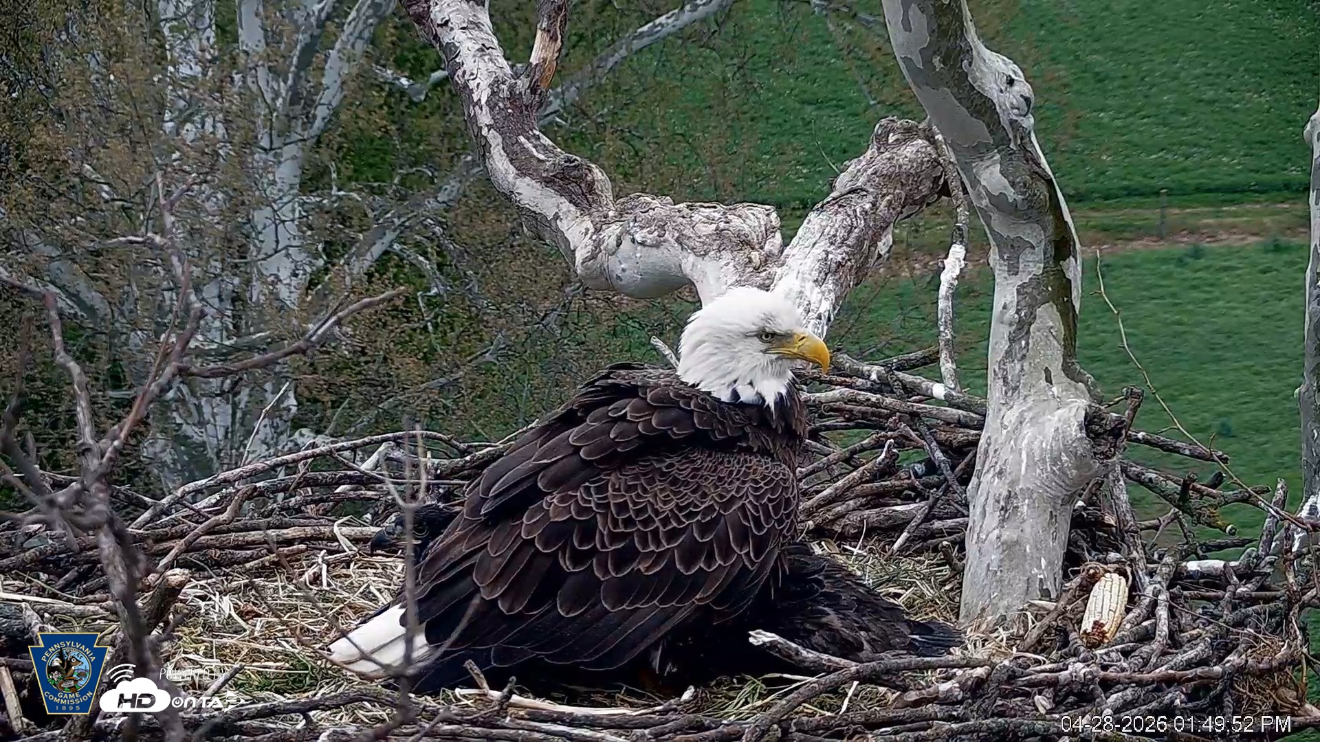 Snapshot of PA Farm Country Eagles Live Cams taken Apr 28, 2026, 1:51pm EDT