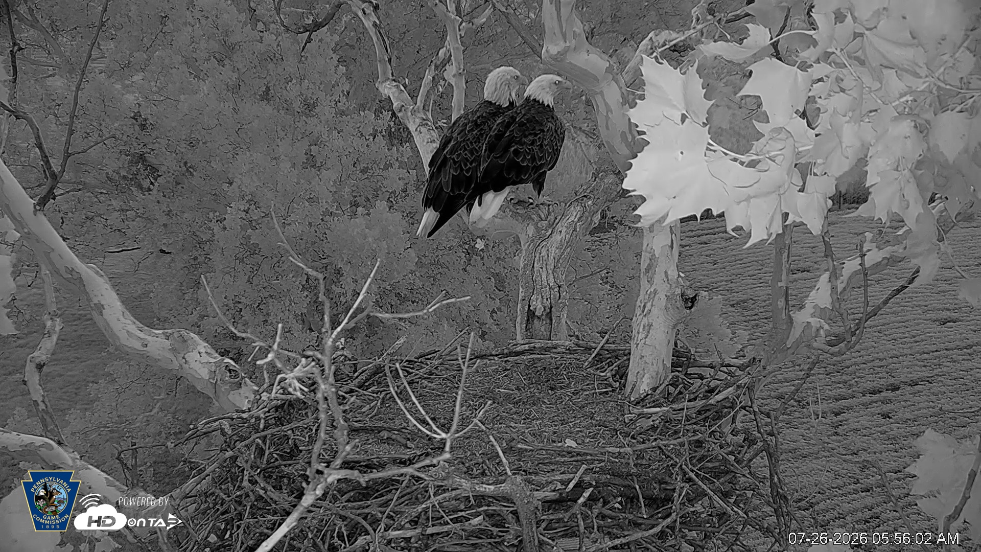 Snapshot of PA Farm Country Eagles Live Cams taken Jul 26, 2026, 5:56am EDT