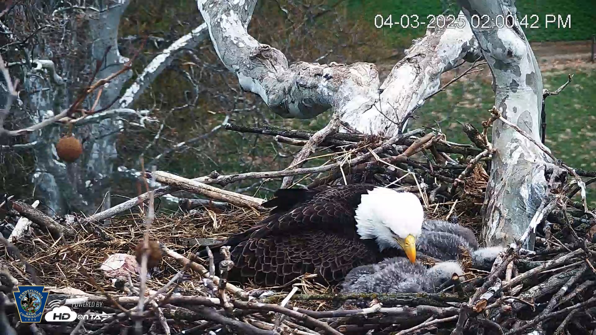 Snapshot of PA Farm Country Eagles Live Cams taken Apr 3, 2025, 2:01pm EDT