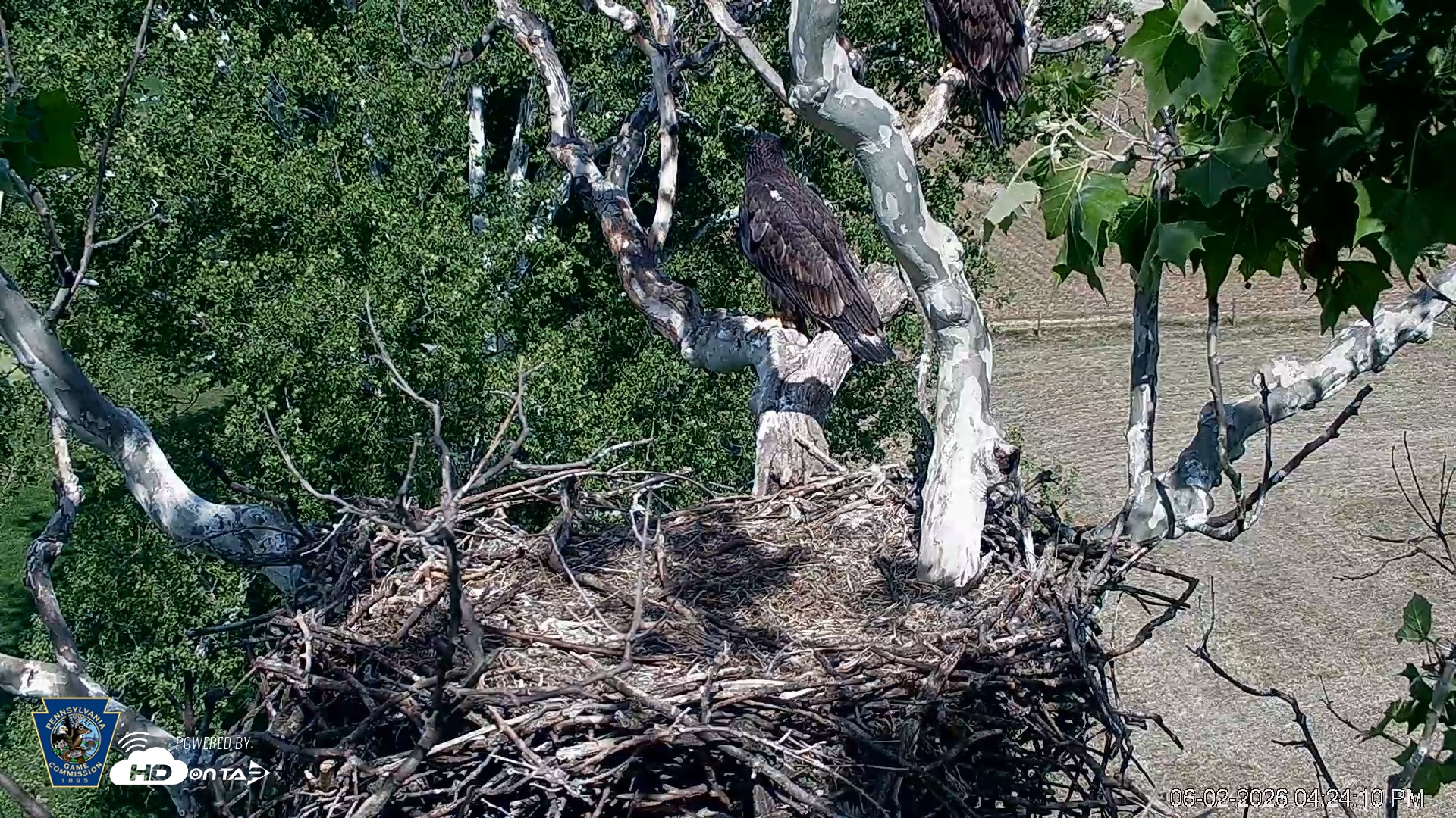 Snapshot of PA Farm Country Eagles Live Cams taken Jun 2, 2026, 4:25pm EDT