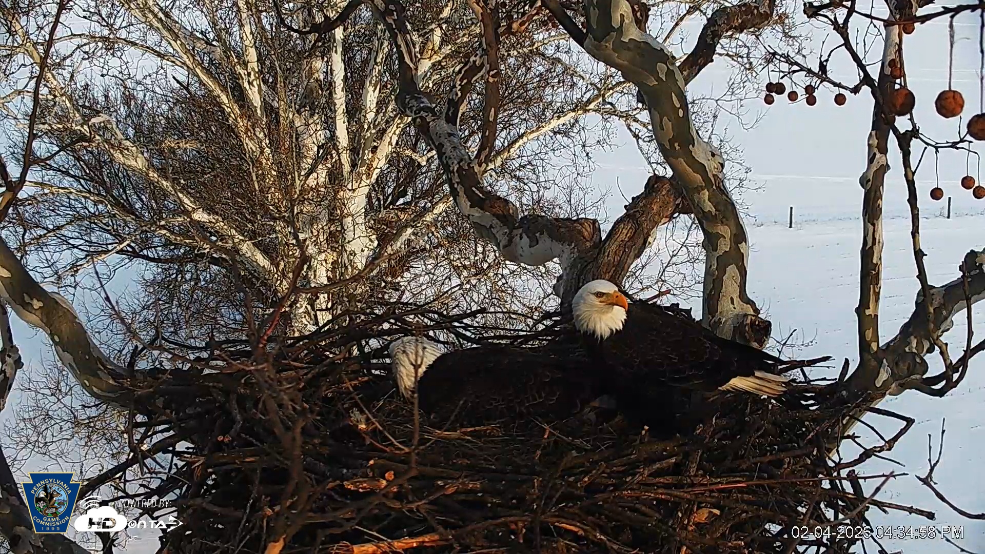 Snapshot of PA Farm Country Eagles Live Cams taken Feb 4, 2026, 4:35pm EST