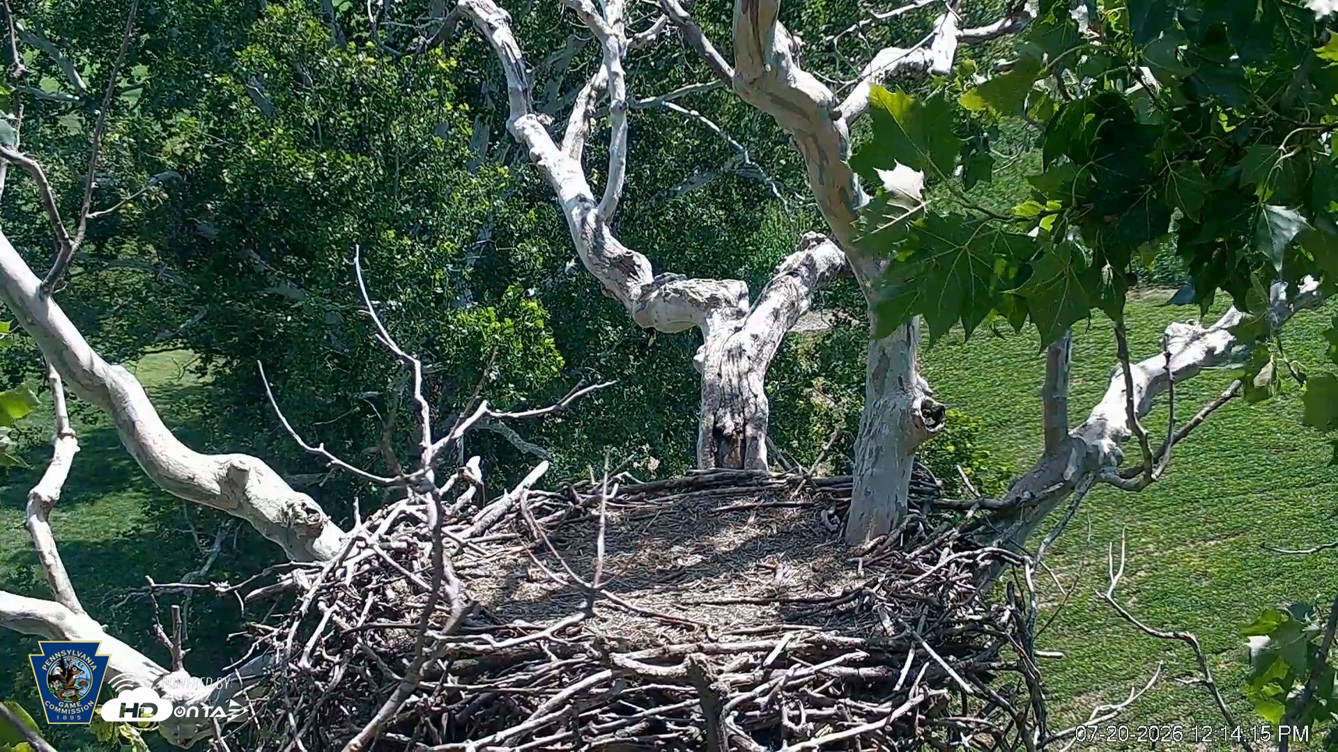 Snapshot of PA Farm Country Eagles Live Cams taken Jul 20, 2026, 12:15pm EDT