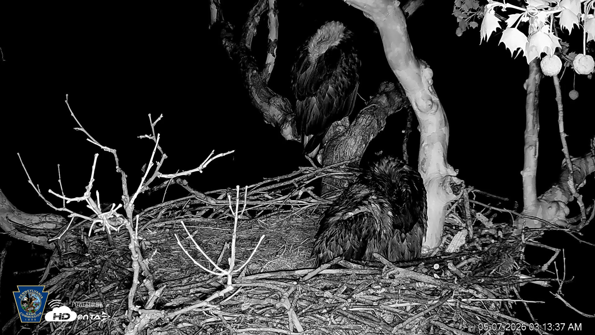 Snapshot of PA Farm Country Eagles Live Cams taken May 7, 2026, 3:14am EDT