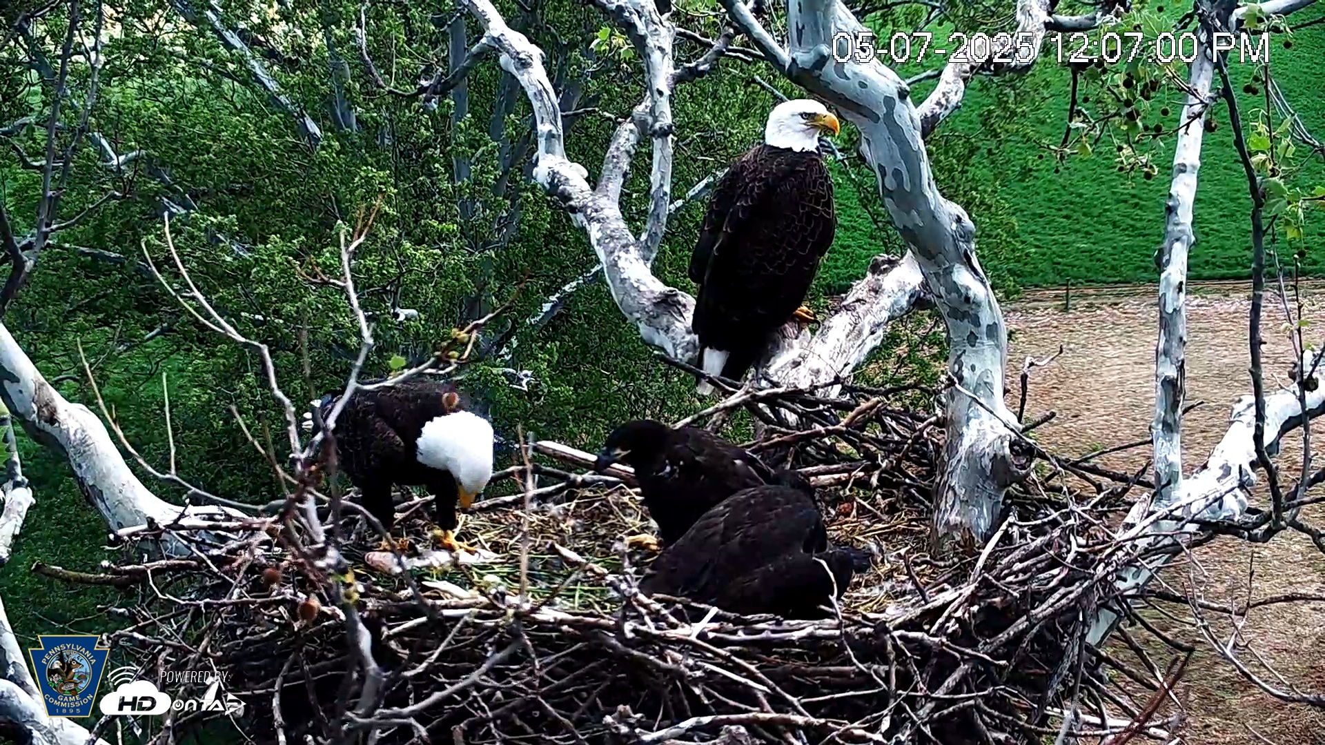 Snapshot of PA Farm Country Eagles Live Cams taken May 7, 2025, 12:07pm EDT