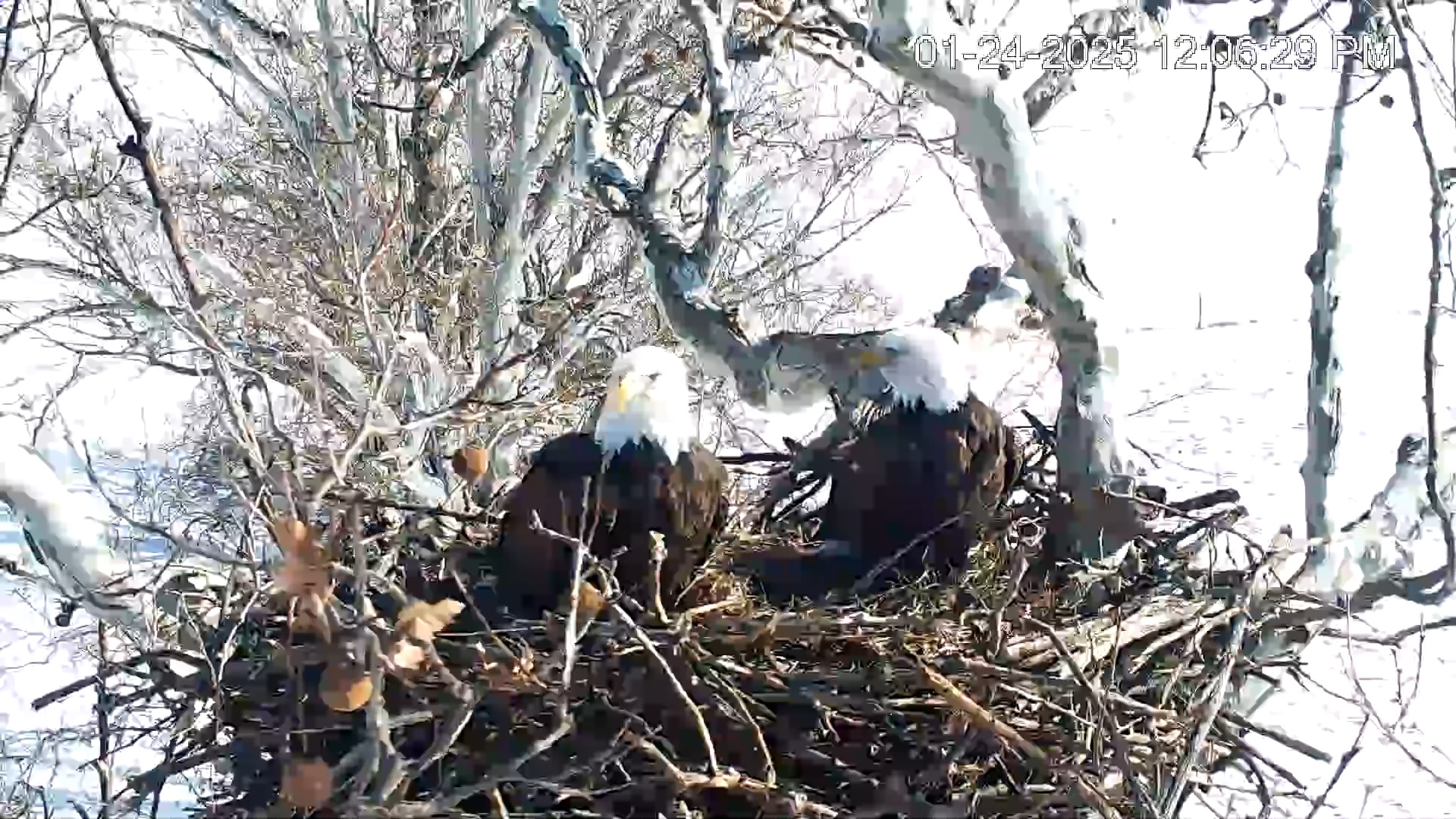 Snapshot of PA Farm Country Eagles Live Cams taken Jan 24, 2025, 12:07pm EST