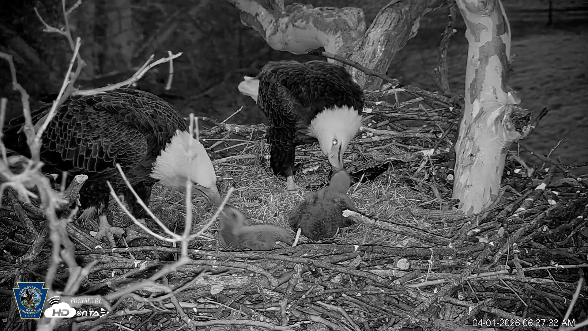 Snapshot of PA Farm Country Eagles Live Cams taken Apr 1, 2026, 6:38am EDT