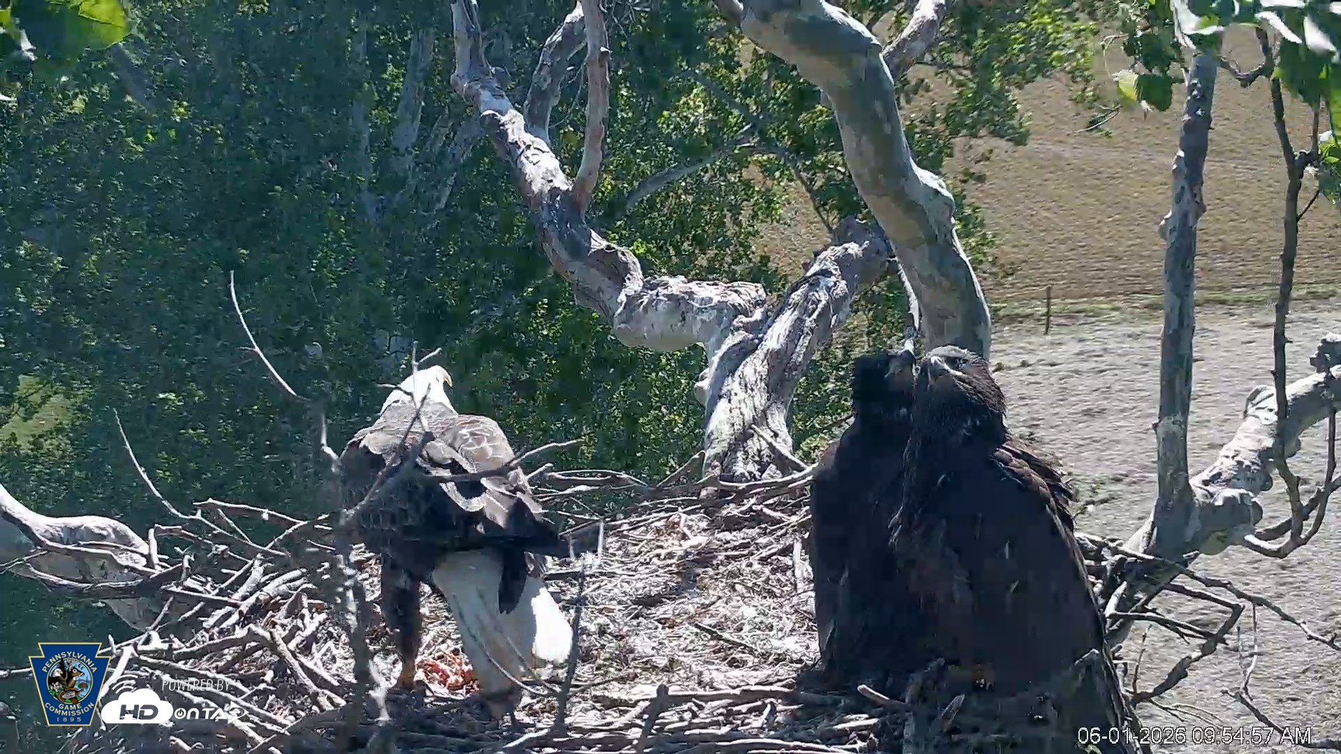 Snapshot of PA Farm Country Eagles Live Cams taken Jun 1, 2026, 9:58am EDT