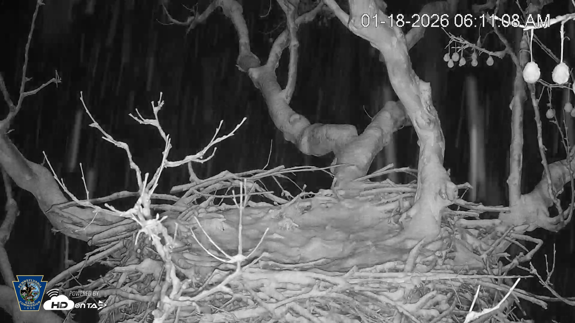 Snapshot of PA Farm Country Eagles Live Cams taken Jan 18, 2026, 6:11am EST