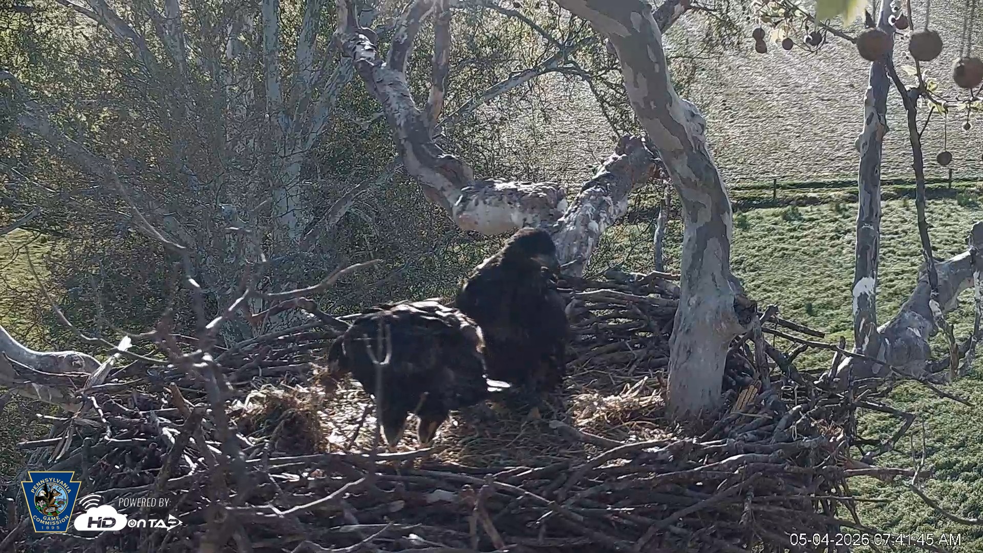 Snapshot of PA Farm Country Eagles Live Cams taken May 4, 2026, 7:42am EDT