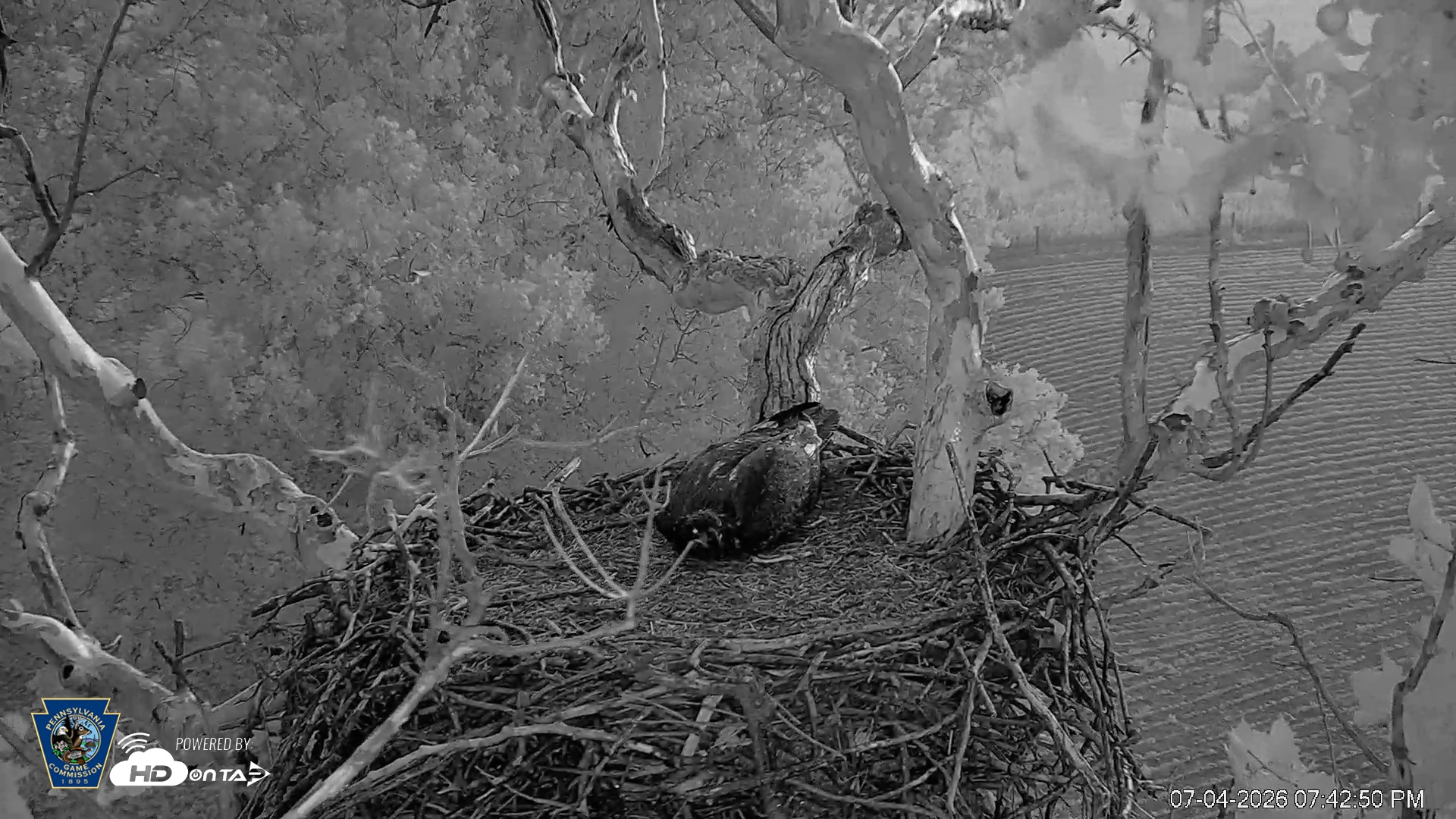 Snapshot of PA Farm Country Eagles Live Cams taken Jul 4, 2026, 7:43pm EDT
