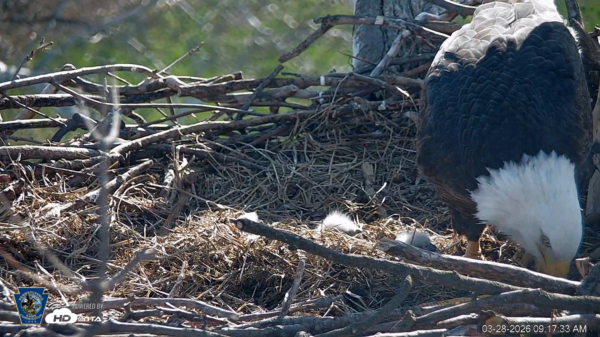Snapshot of PA Farm Country Eagles Live Cams taken Mar 28, 2026, 9:18am EDT