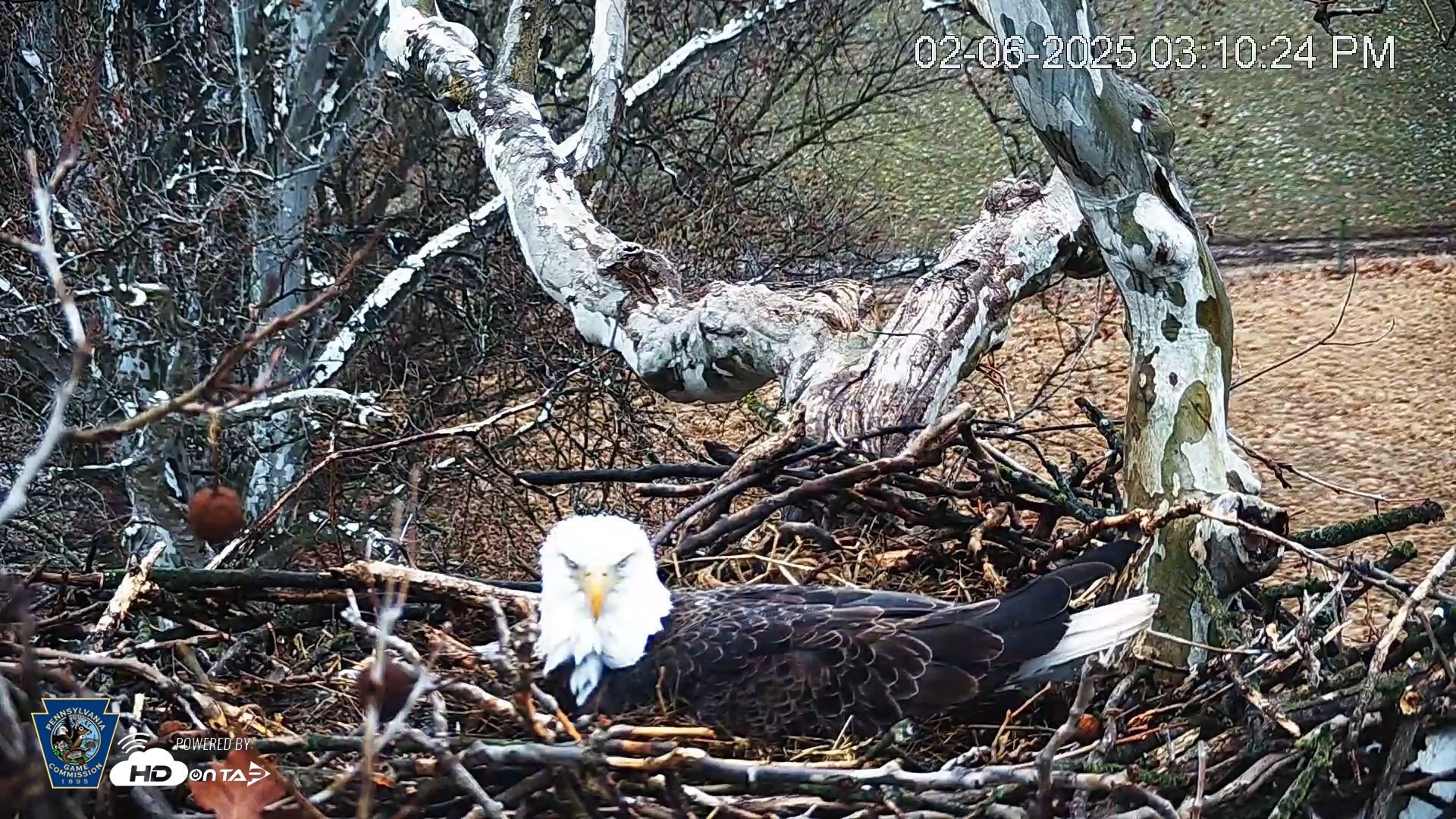 Snapshot of PA Farm Country Eagles Live Cams taken Feb 6, 2025, 3:11pm EST