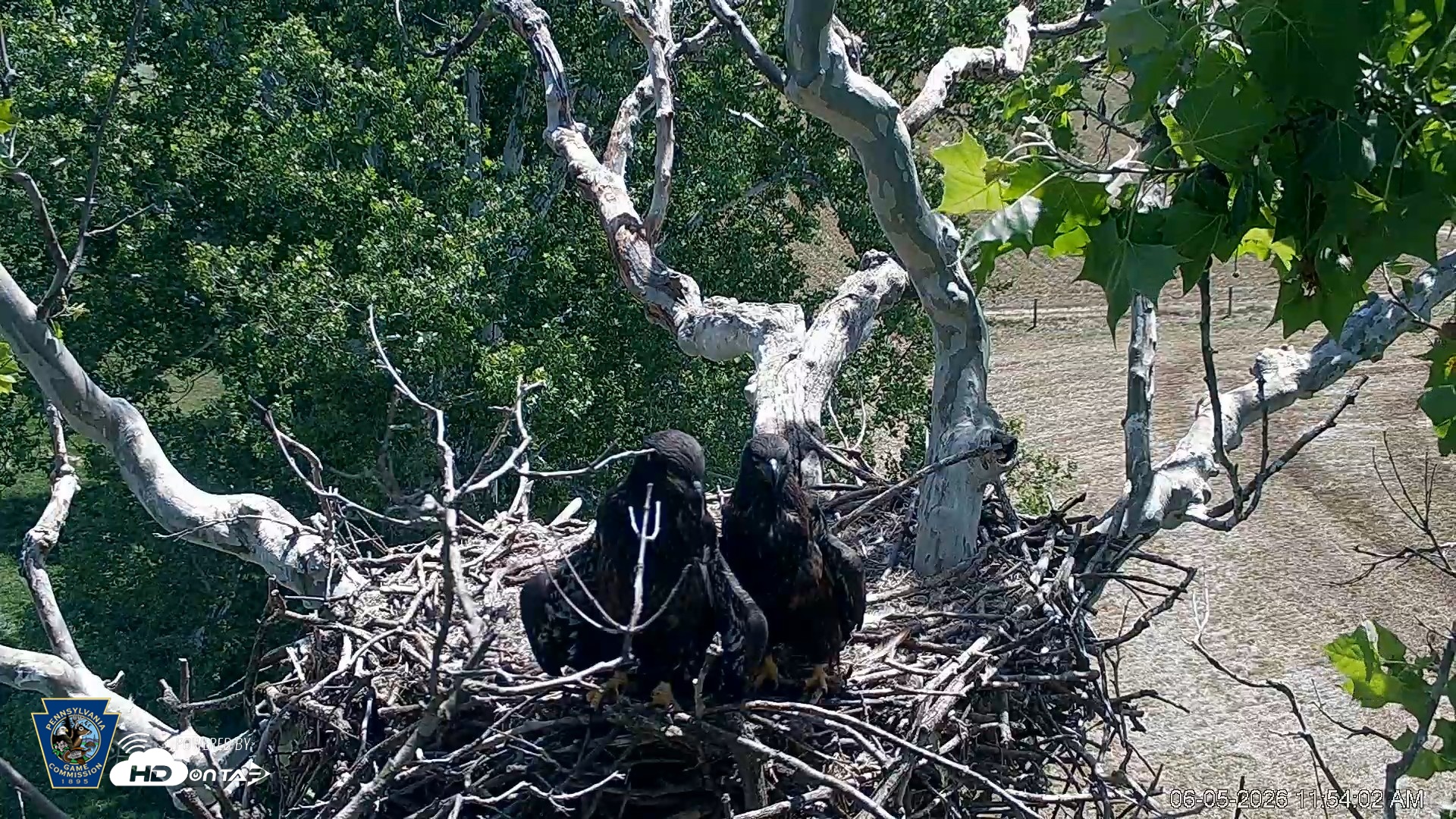 Snapshot of PA Farm Country Eagles Live Cams taken Jun 5, 2026, 11:54am EDT