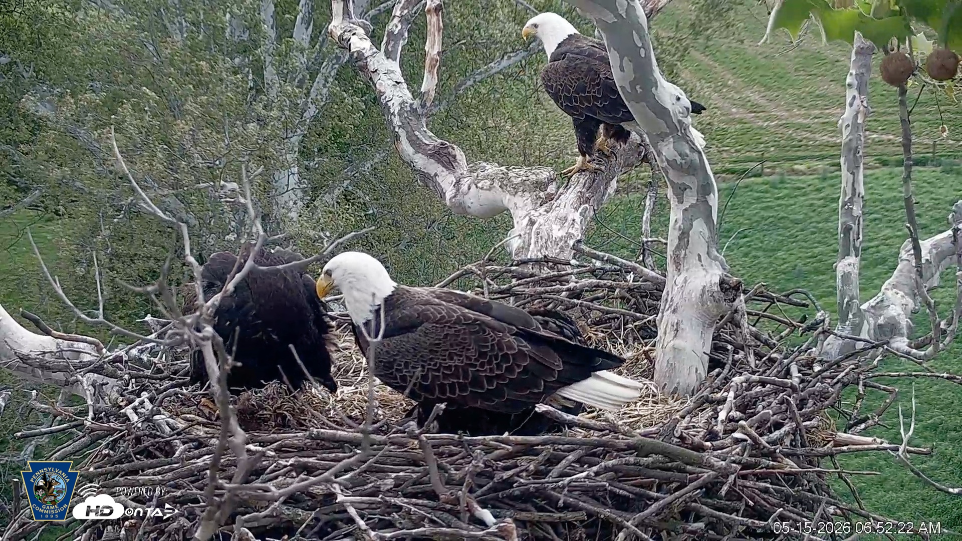 Snapshot of PA Farm Country Eagles Live Cams taken May 15, 2026, 6:53am EDT