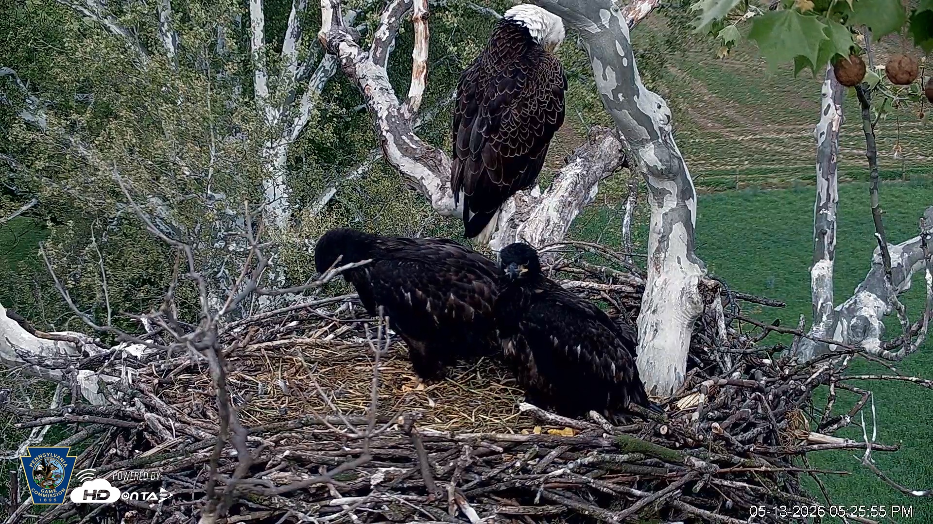 Snapshot of PA Farm Country Eagles Live Cams taken May 13, 2026, 5:26pm EDT
