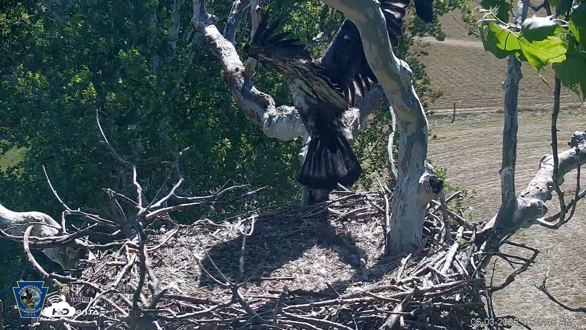 Snapshot of PA Farm Country Eagles Live Cams taken Jun 3, 2026, 10:28am EDT