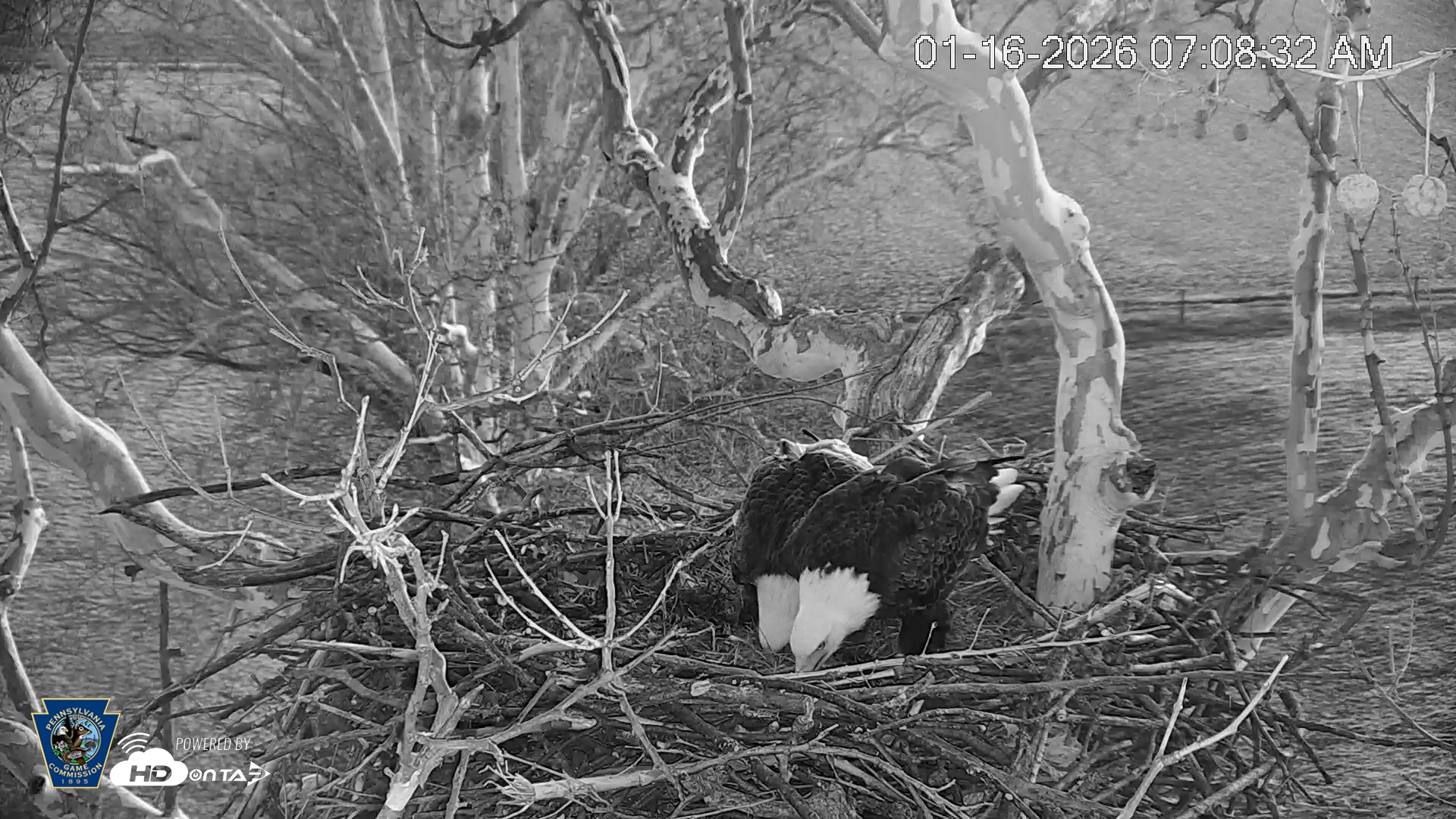 Snapshot of PA Farm Country Eagles Live Cams taken Jan 16, 2026, 7:09am EST