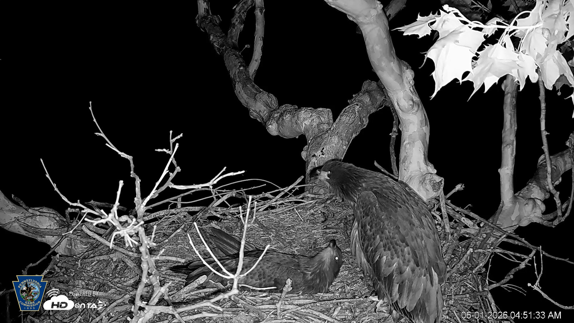 Snapshot of PA Farm Country Eagles Live Cams taken Jun 1, 2026, 4:52am EDT