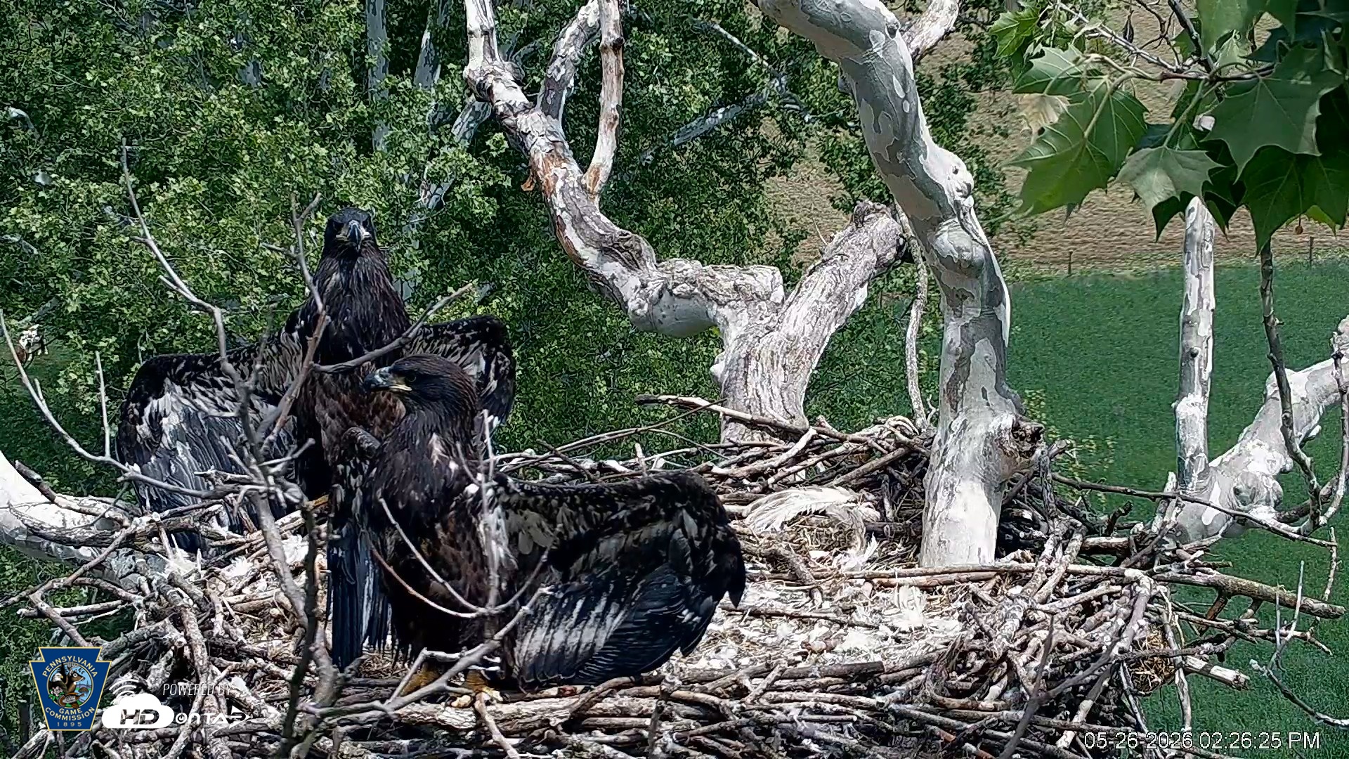 Snapshot of PA Farm Country Eagles Live Cams taken May 26, 2026, 2:27pm EDT