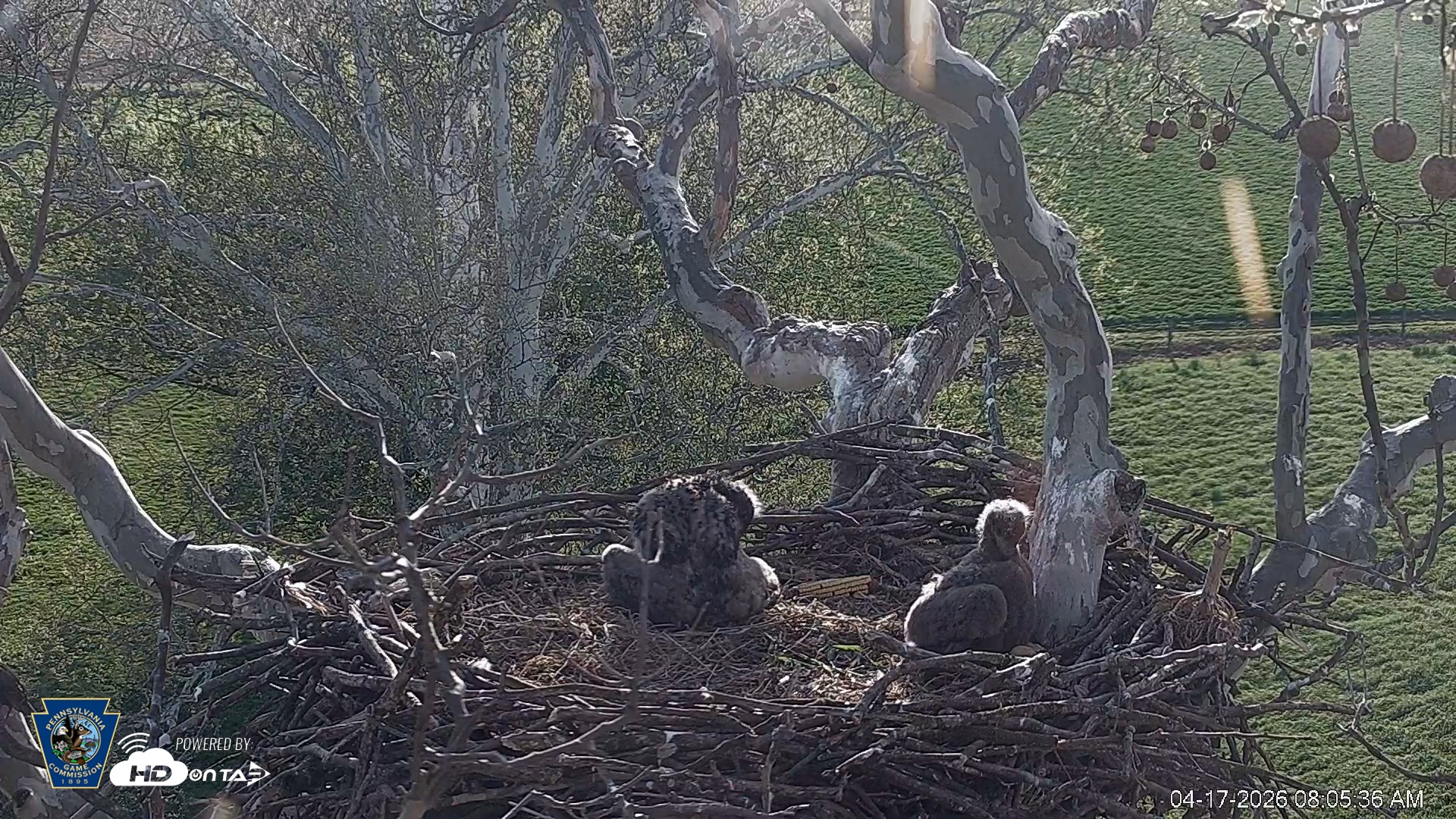 Snapshot of PA Farm Country Eagles Live Cams taken Apr 17, 2026, 8:06am EDT