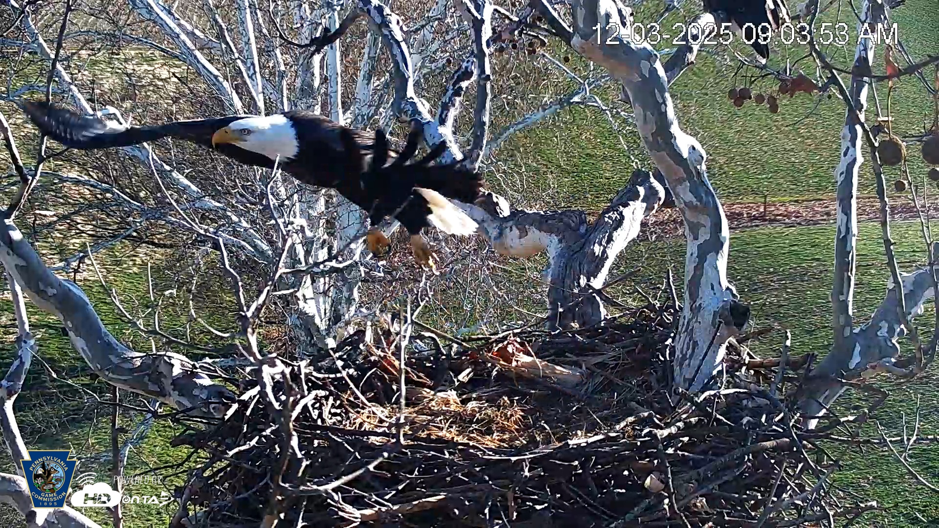 Snapshot of PA Farm Country Eagles Live Cams taken Dec 3, 2025, 9:04am EST