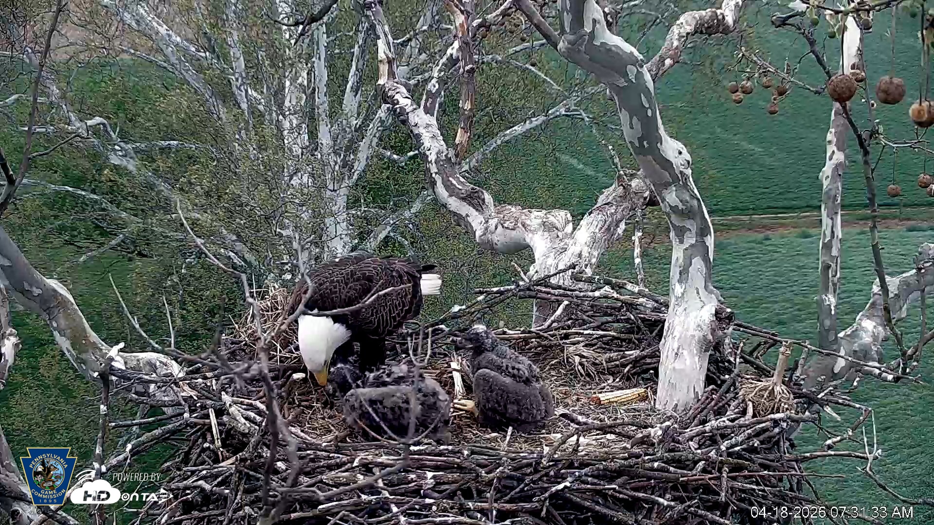 Snapshot of PA Farm Country Eagles Live Cams taken Apr 18, 2026, 7:32am EDT