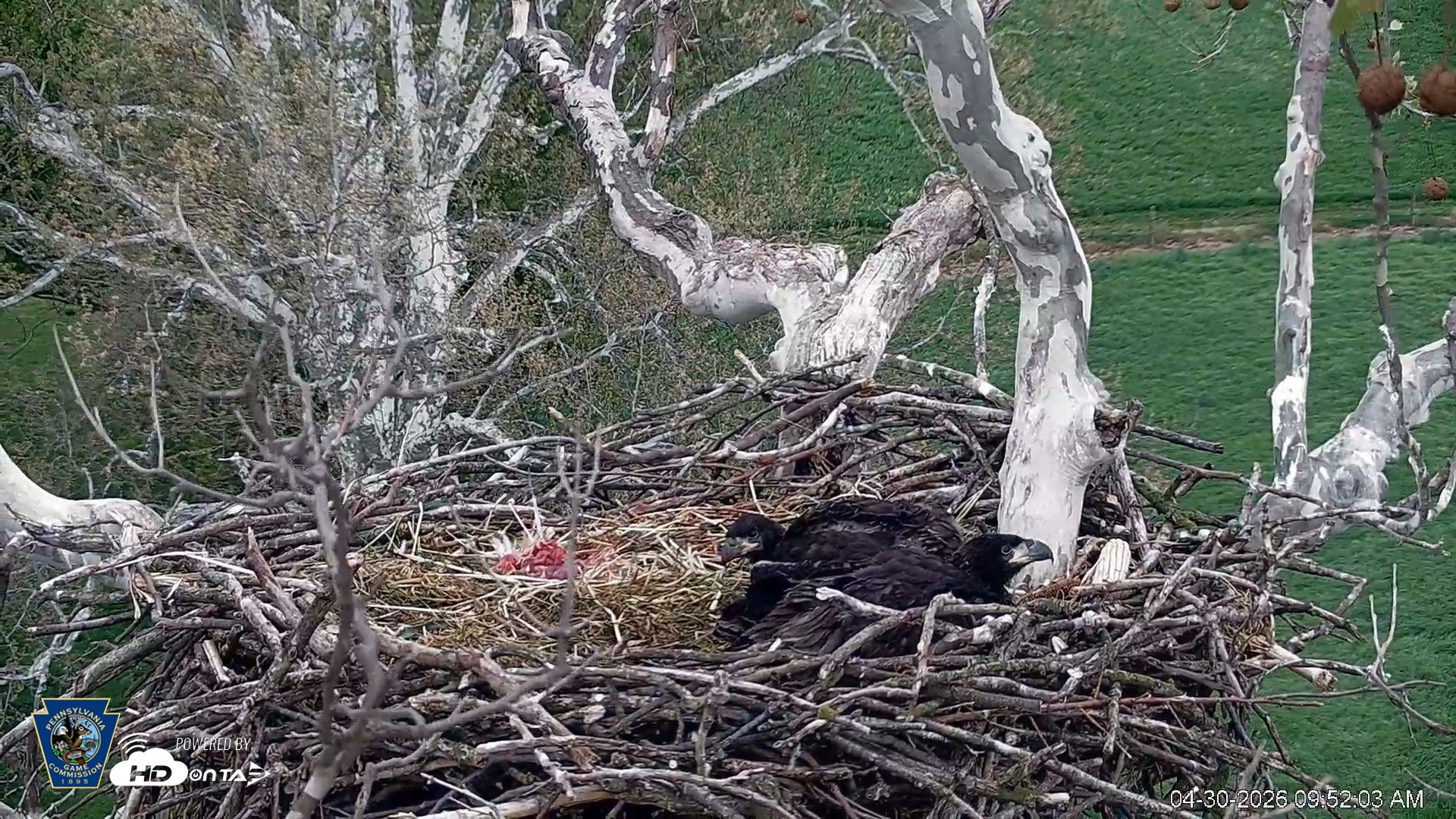 Snapshot of PA Farm Country Eagles Live Cams taken Apr 30, 2026, 9:52am EDT