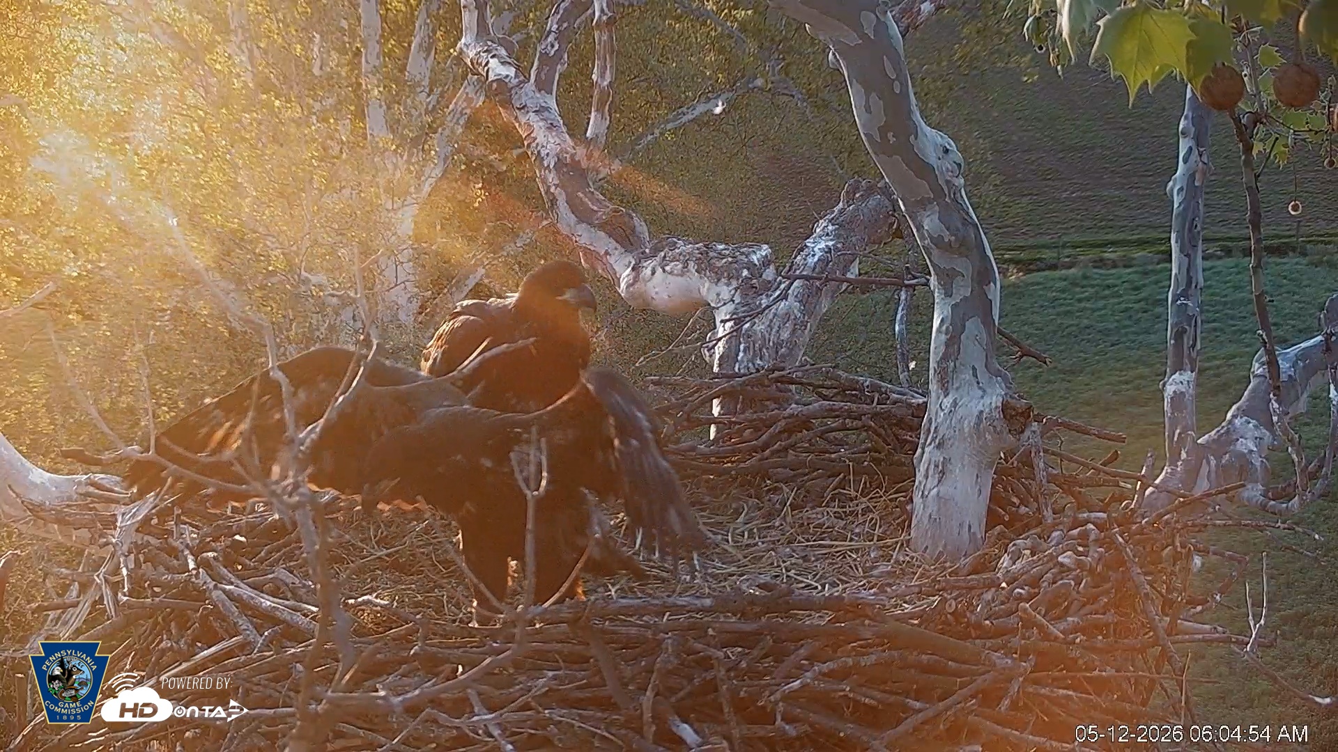 Snapshot of PA Farm Country Eagles Live Cams taken May 12, 2026, 6:05am EDT
