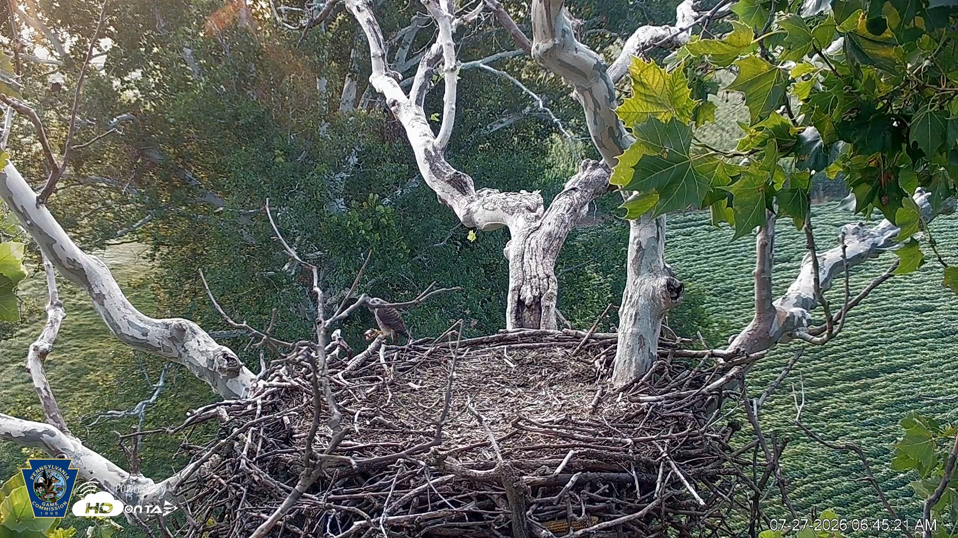 Snapshot of PA Farm Country Eagles Live Cams taken Jul 27, 2026, 6:46am EDT