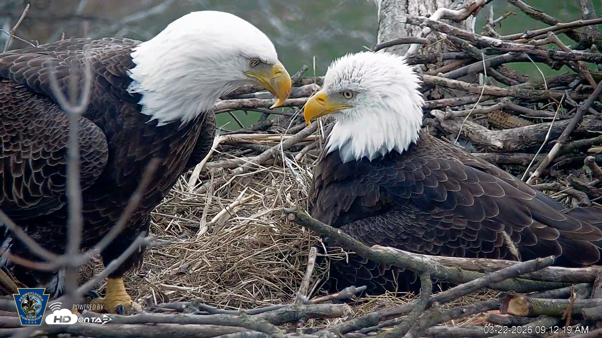 Snapshot of PA Farm Country Eagles Live Cams taken Mar 22, 2026, 9:13am EDT