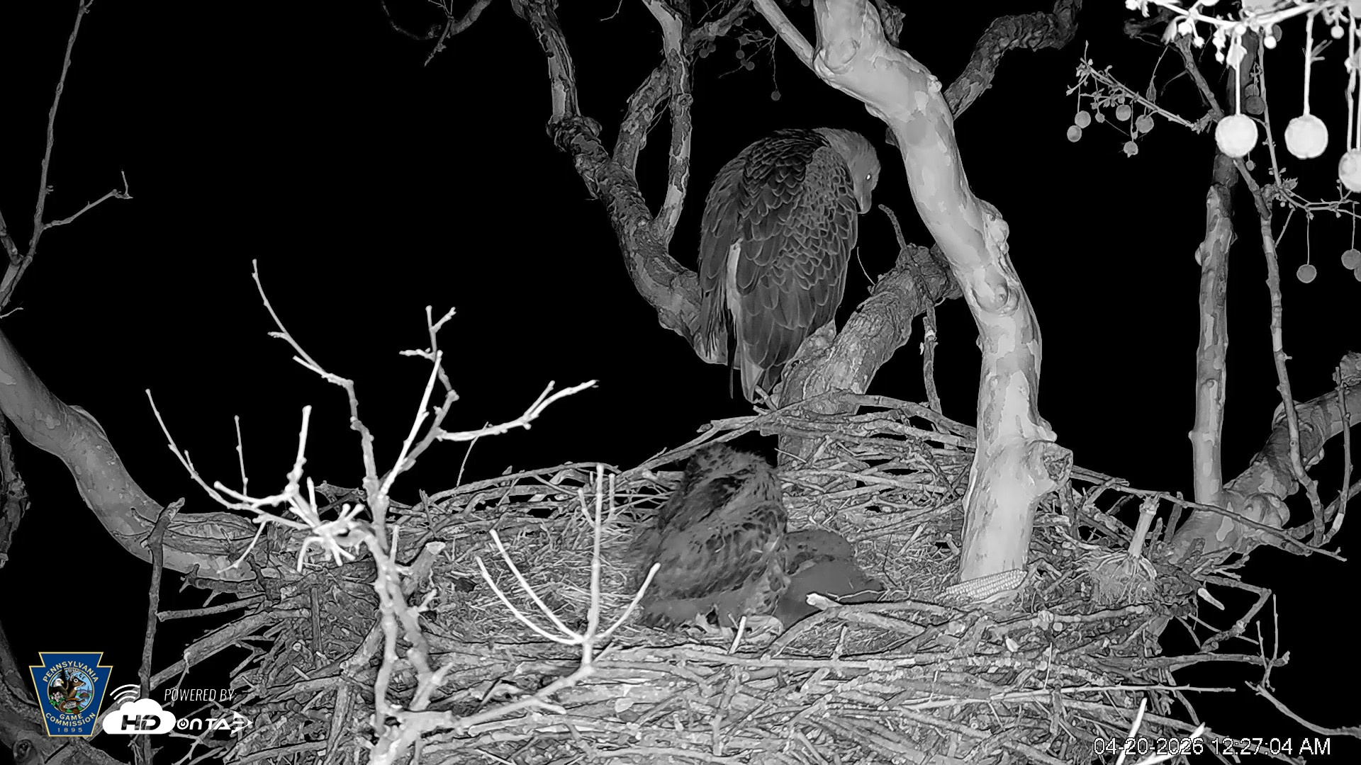 Snapshot of PA Farm Country Eagles Live Cams taken Apr 20, 2026, 12:27am EDT