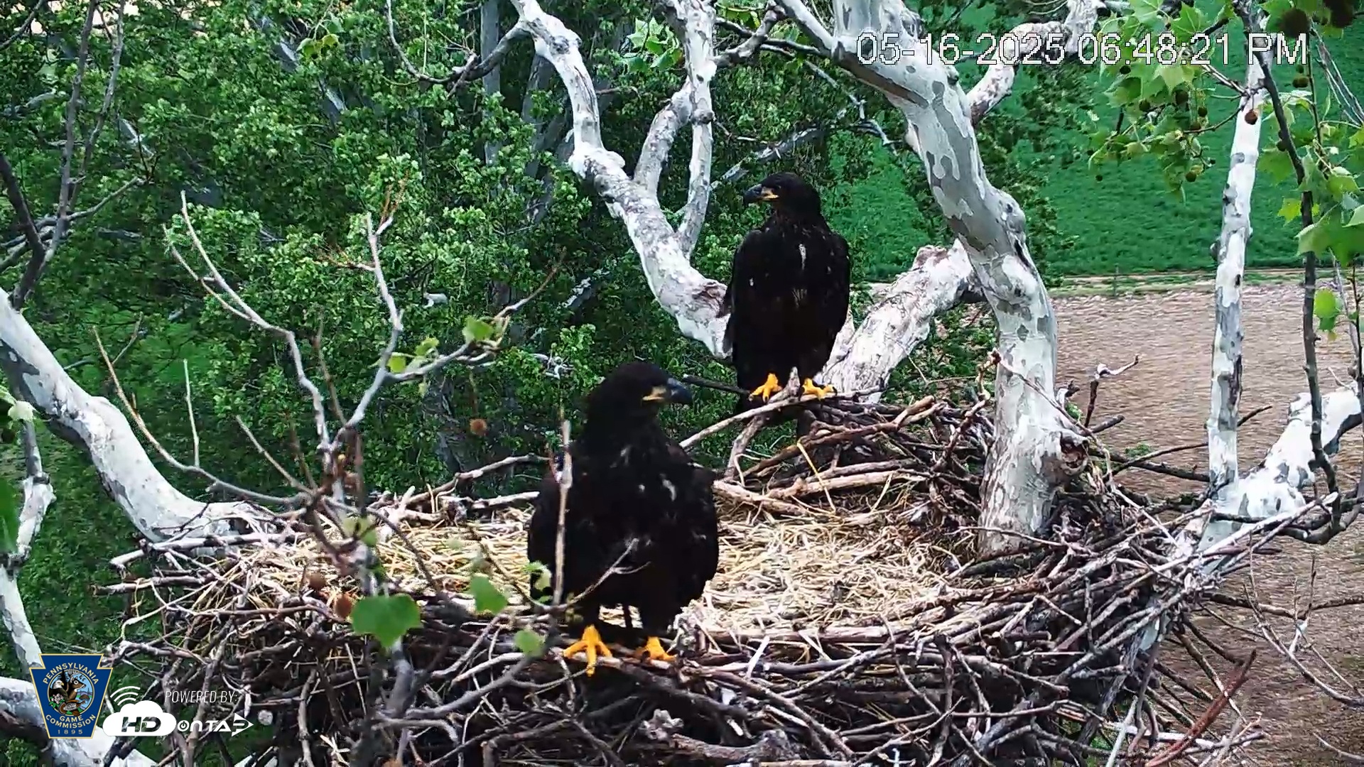 Snapshot of PA Farm Country Eagles Live Cams taken May 16, 2025, 6:48pm EDT