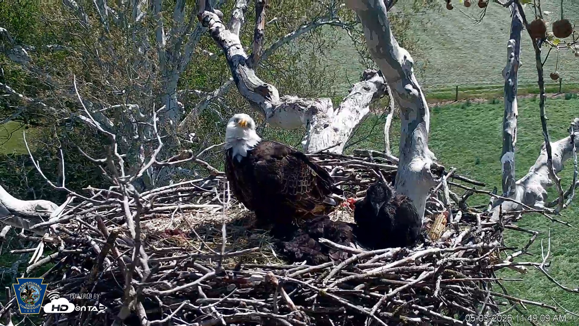 Snapshot of PA Farm Country Eagles Live Cams taken May 3, 2026, 11:49am EDT