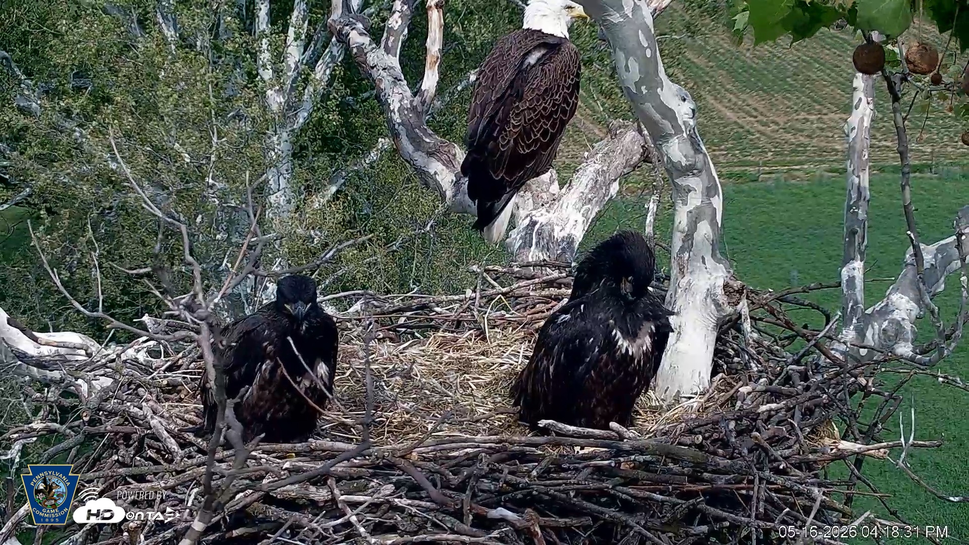 Snapshot of PA Farm Country Eagles Live Cams taken May 16, 2026, 4:20pm EDT